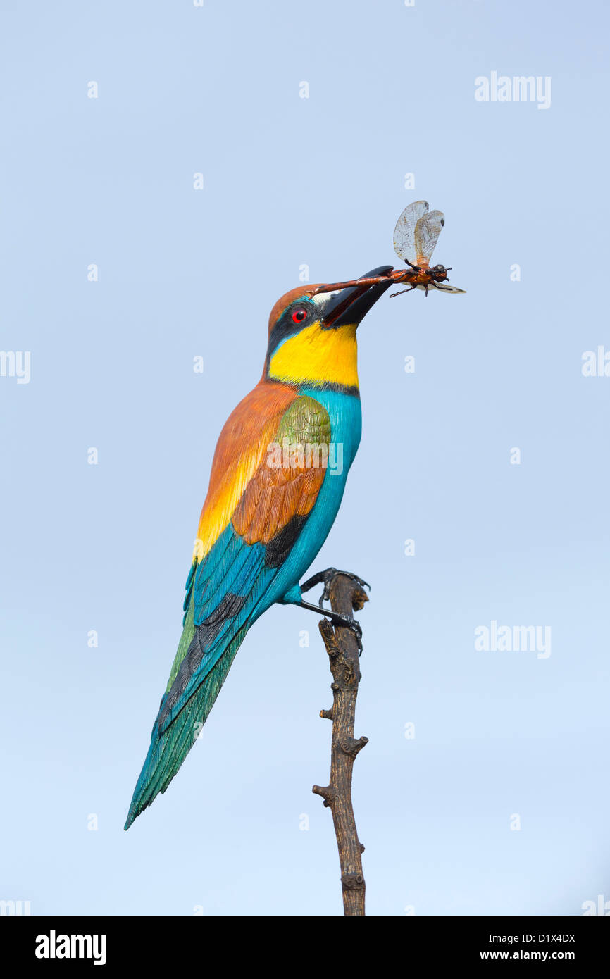 Carving of a Bee Eater by Mike Wood; UK Stock Photo