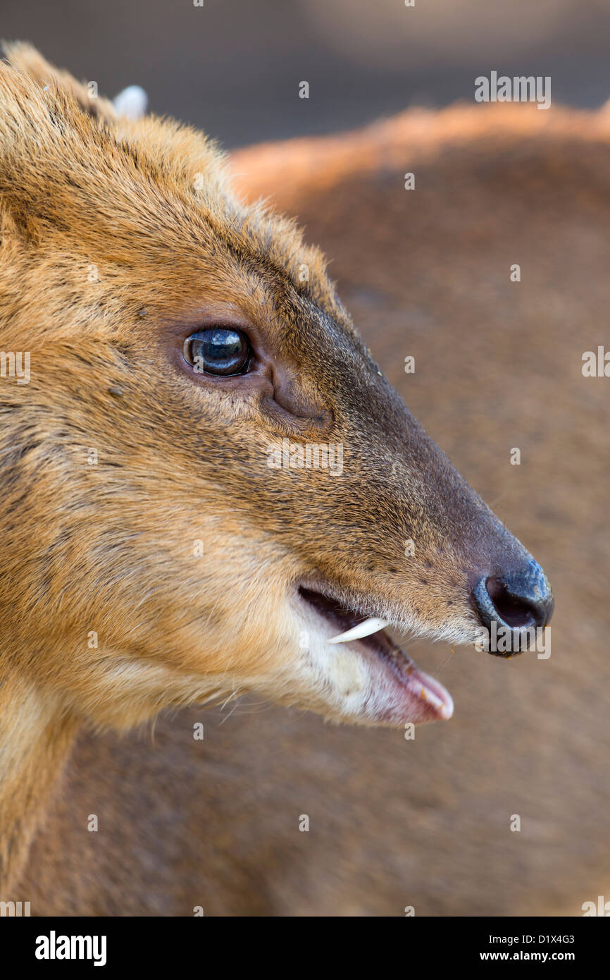 Tusks High Resolution Stock Photography and Images Alamy