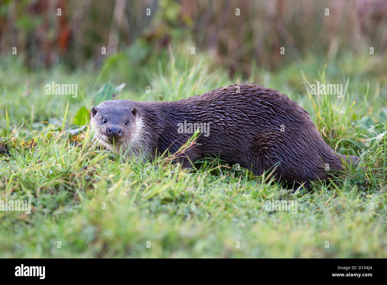 Otter; Lutra lutra; UK Stock Photo