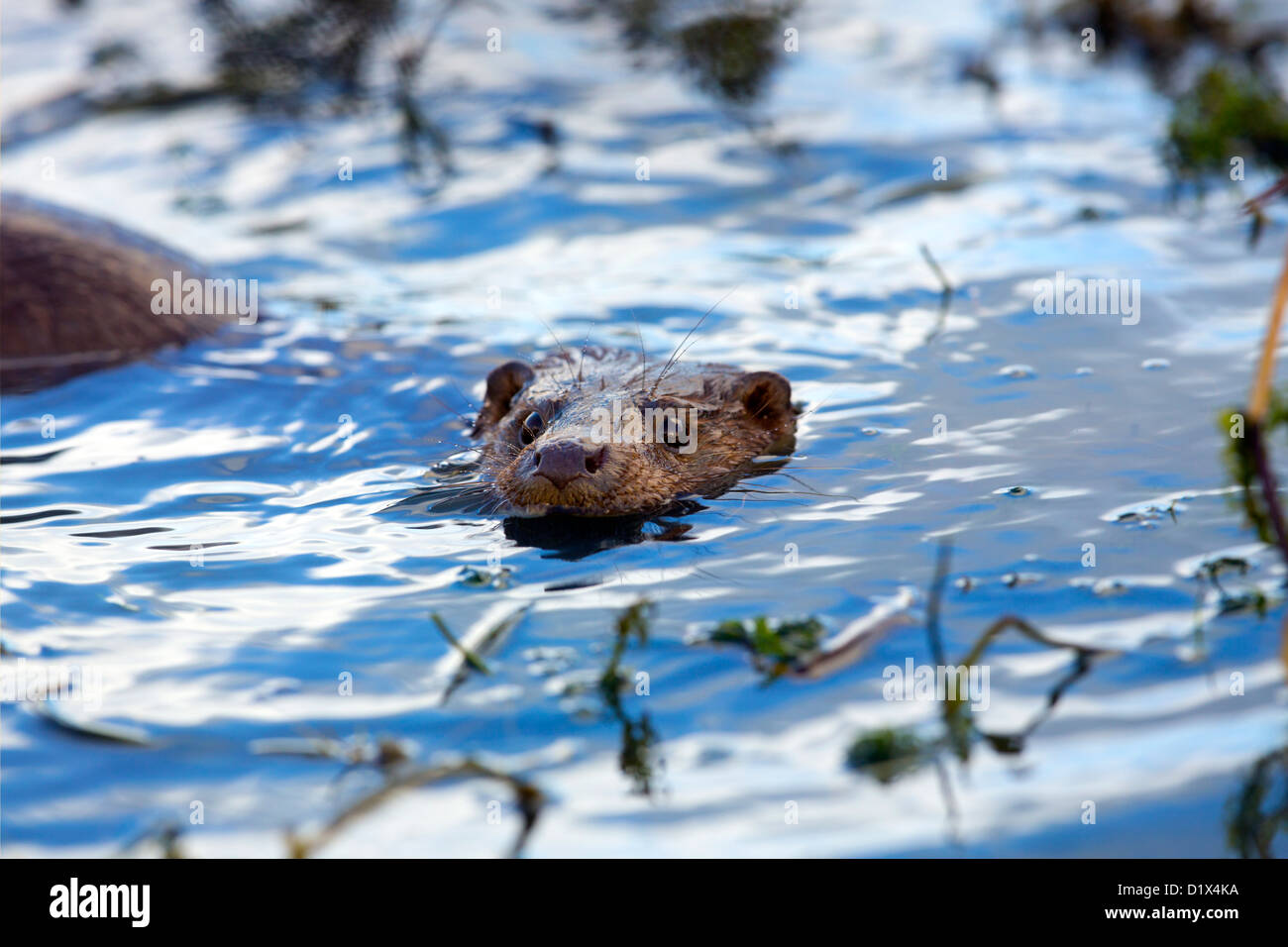 Otter; Lutra lutra; UK Stock Photo