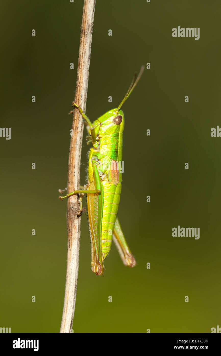 green hopper (Chorthippus parallelus) on blurred background Stock Photo