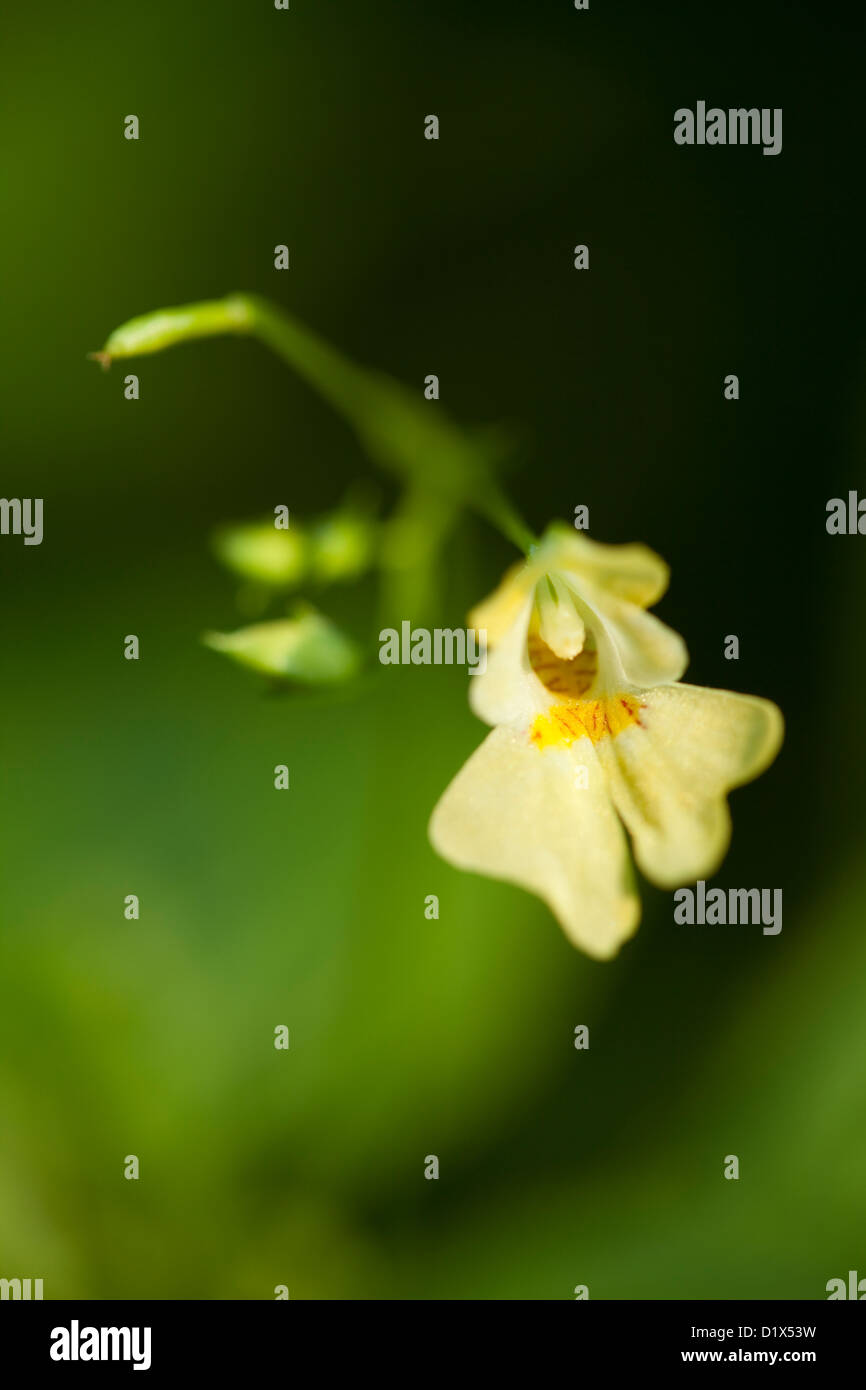 little yellow flower on blurred green background Stock Photo