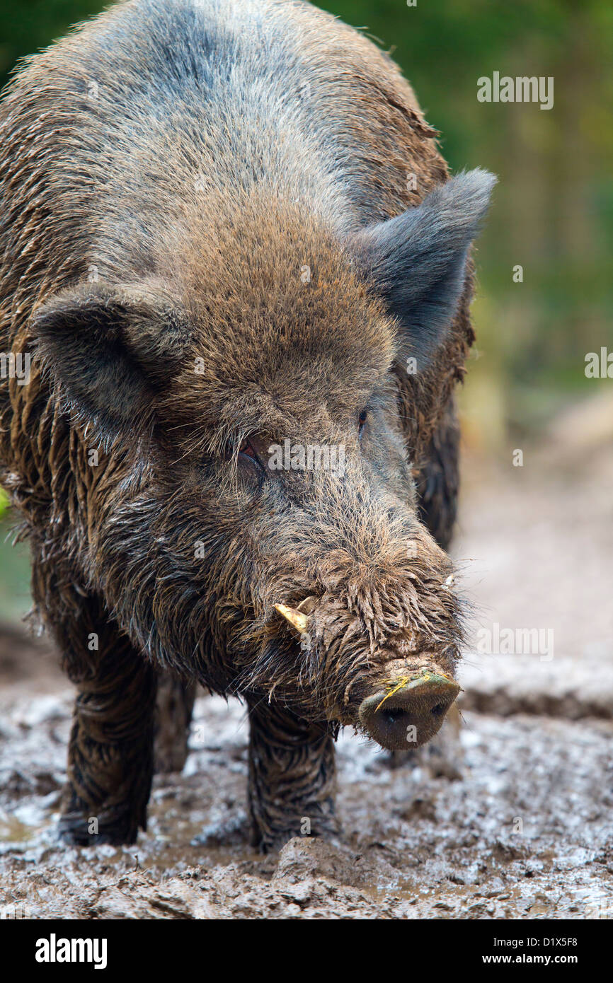 Wild boar tusks hi-res stock photography and images - Alamy