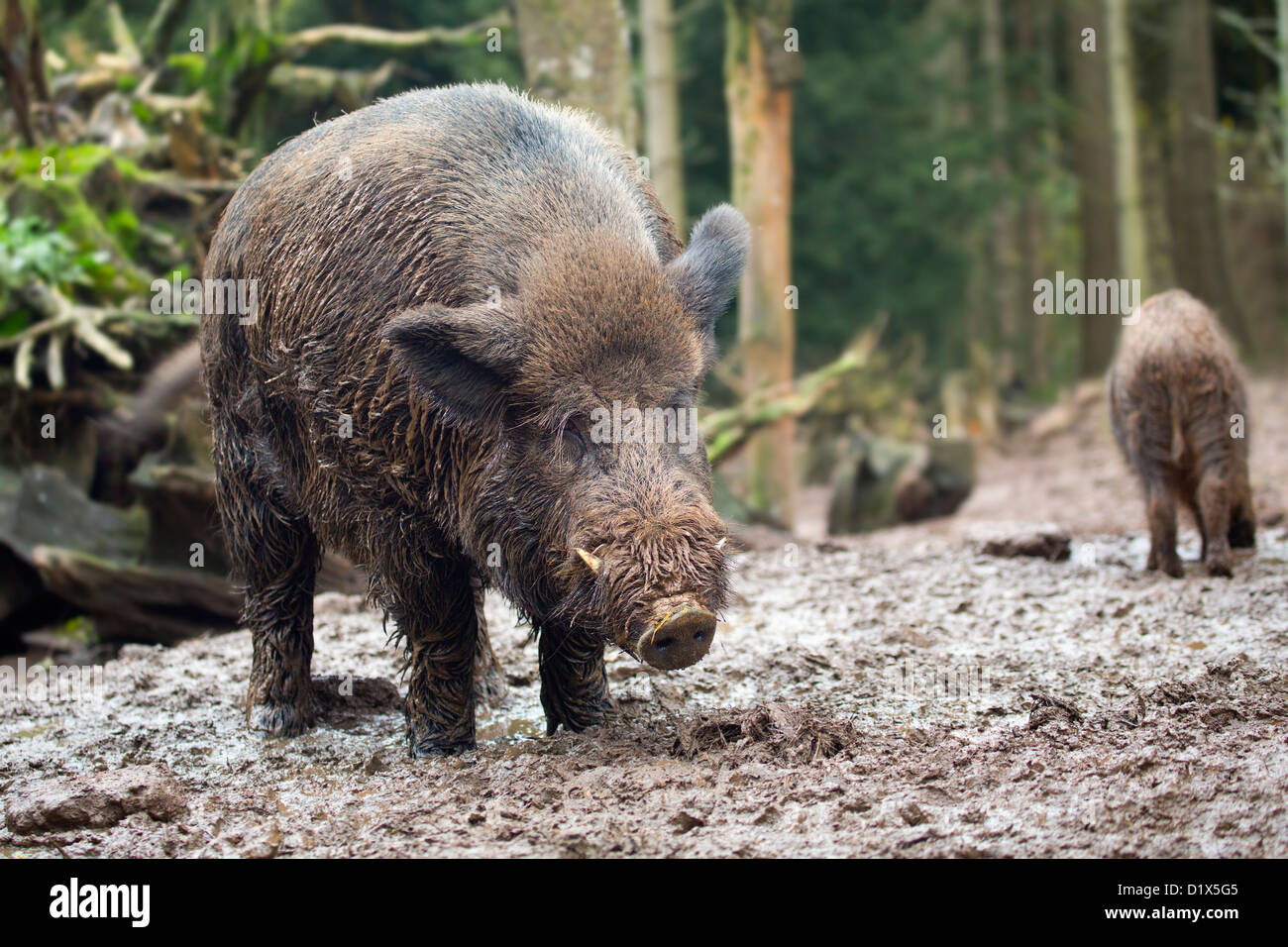 Wild boar tusks hi-res stock photography and images - Alamy