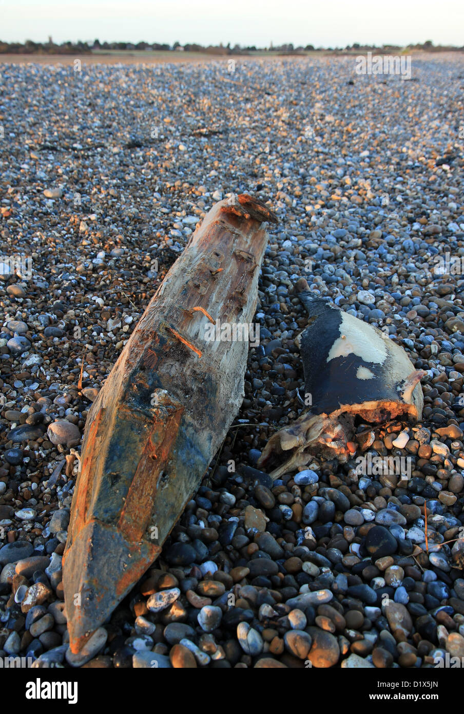 beach debris on Walberswick beach, Suffolk, England, UK. Decomposed dolphin and post are unusual flotsam. Stock Photo