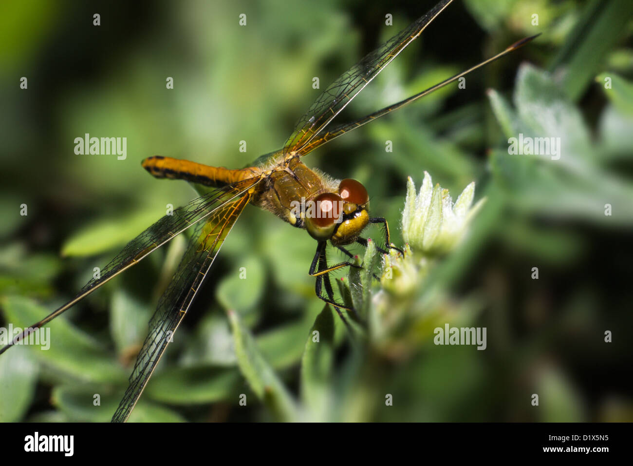 Sympetrum flaveolum hi-res stock photography and images - Alamy