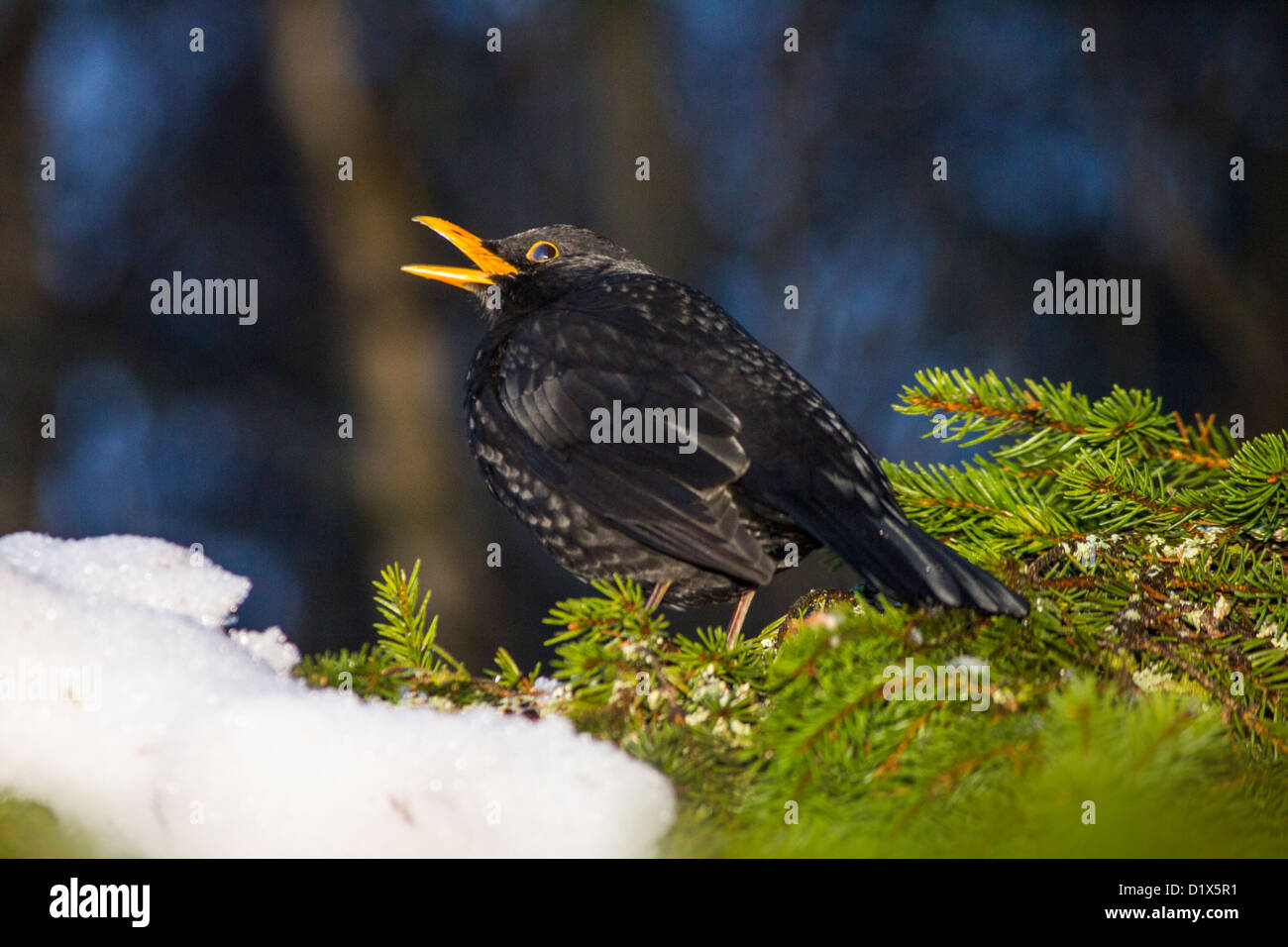 Singing blackbird Stock Photo
