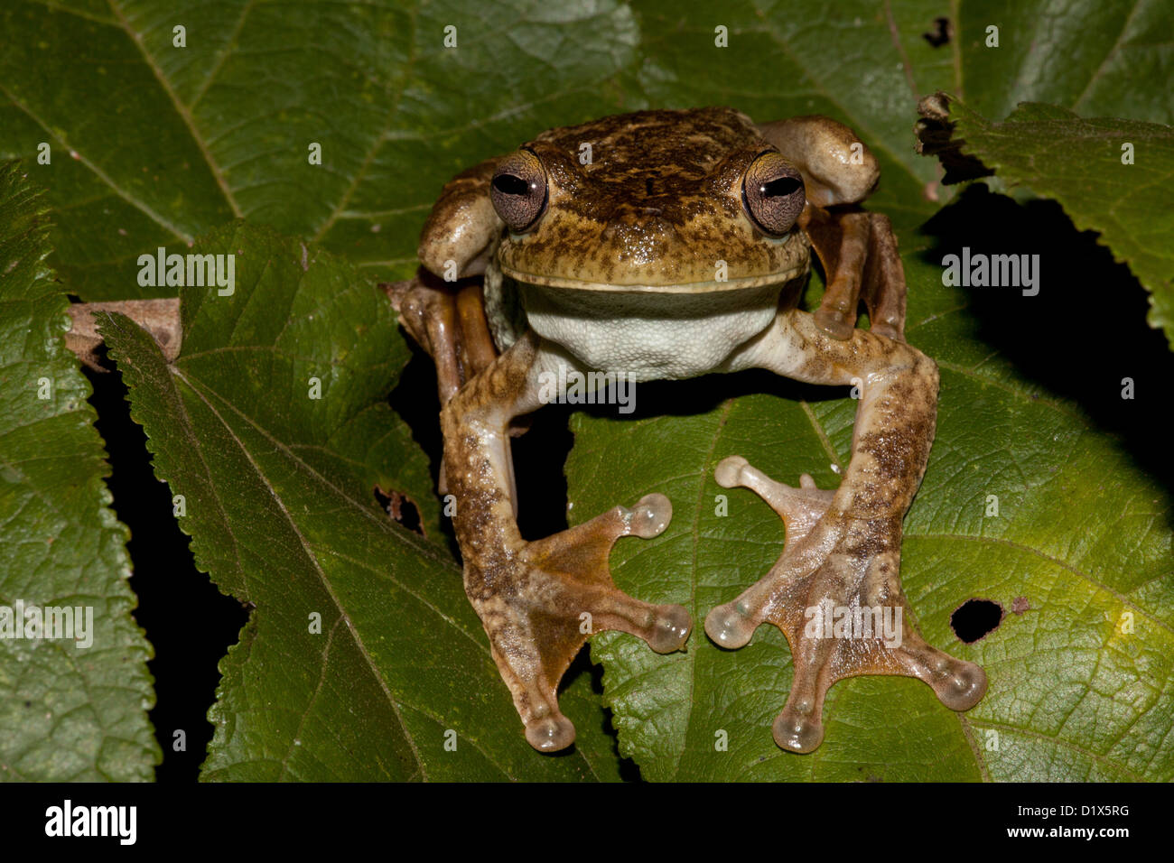 Giant Gladiator Frog (Rusty Treefrog), sci.name; Hypsiboas boans, at Burbayar, Panama province, Republic of Panama. Stock Photo