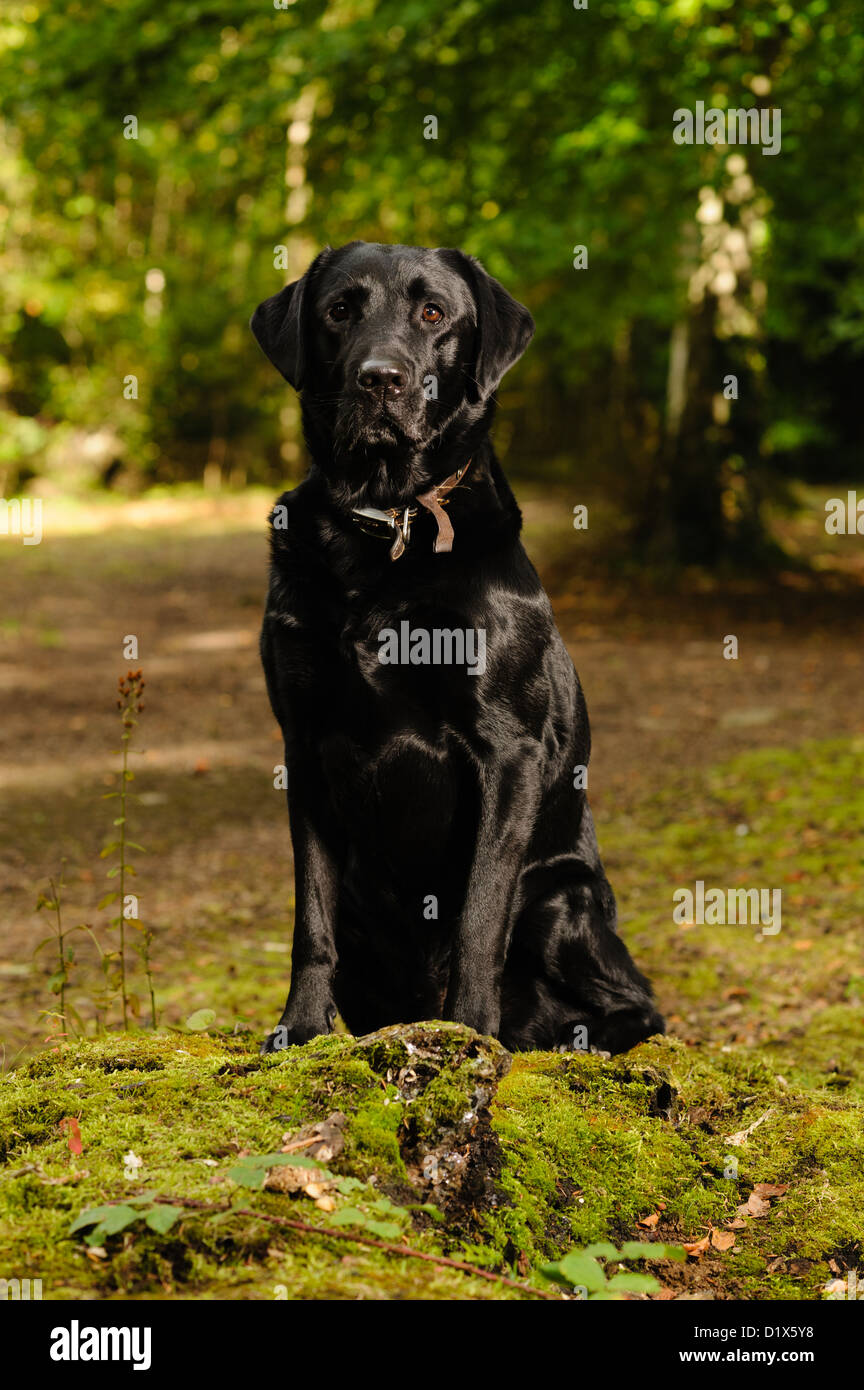 Black Labrador in autumnal woodland setting Stock Photo