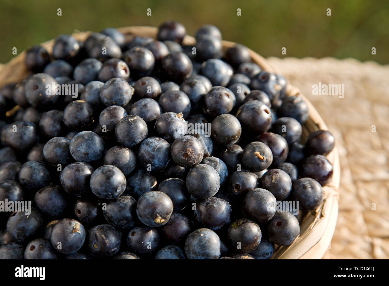 Endrinas sloe berries Stock Photo