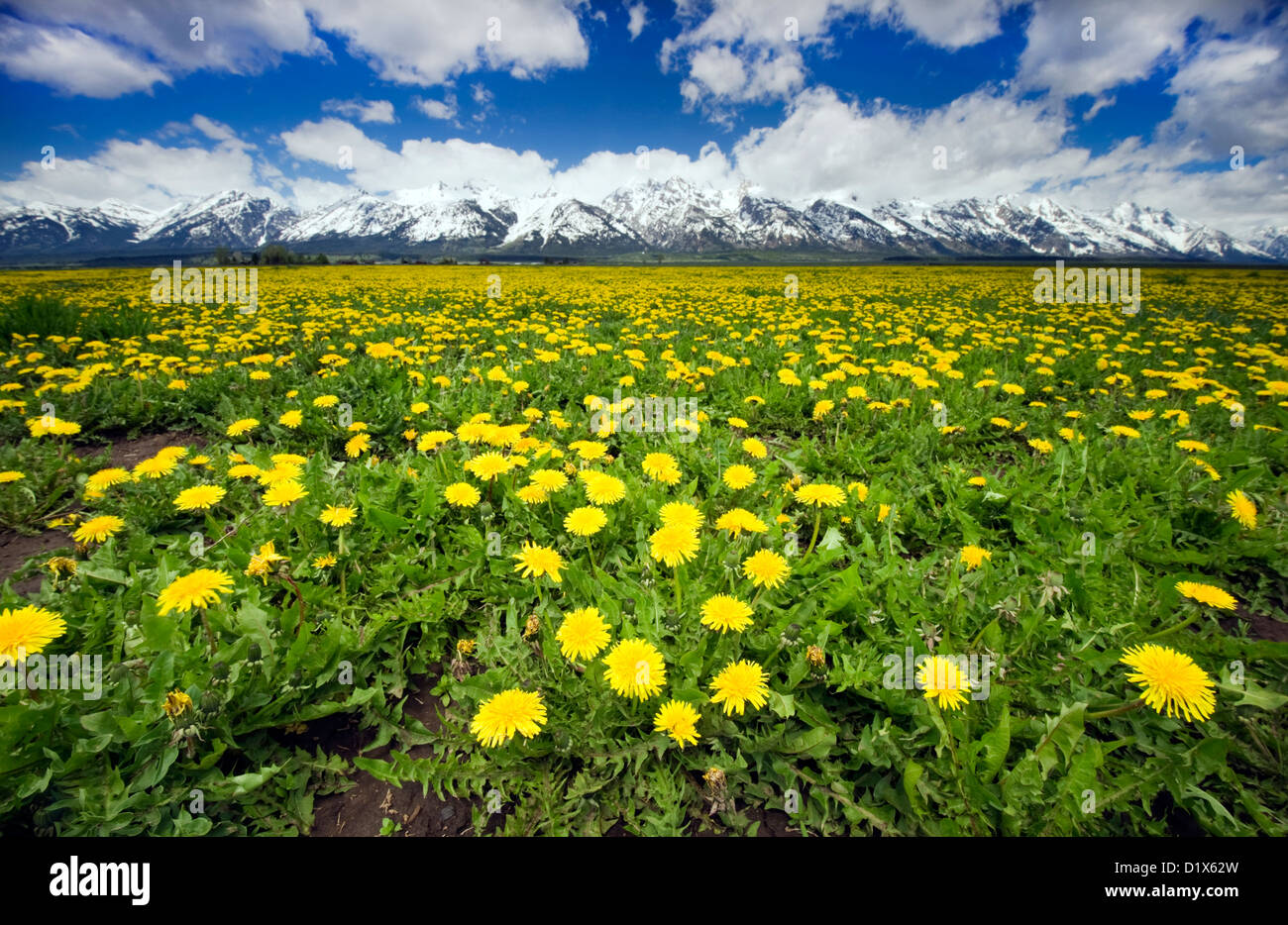 A large field of wildflowers with Grand Teton National Park in the background, Wyoming. Stock Photo