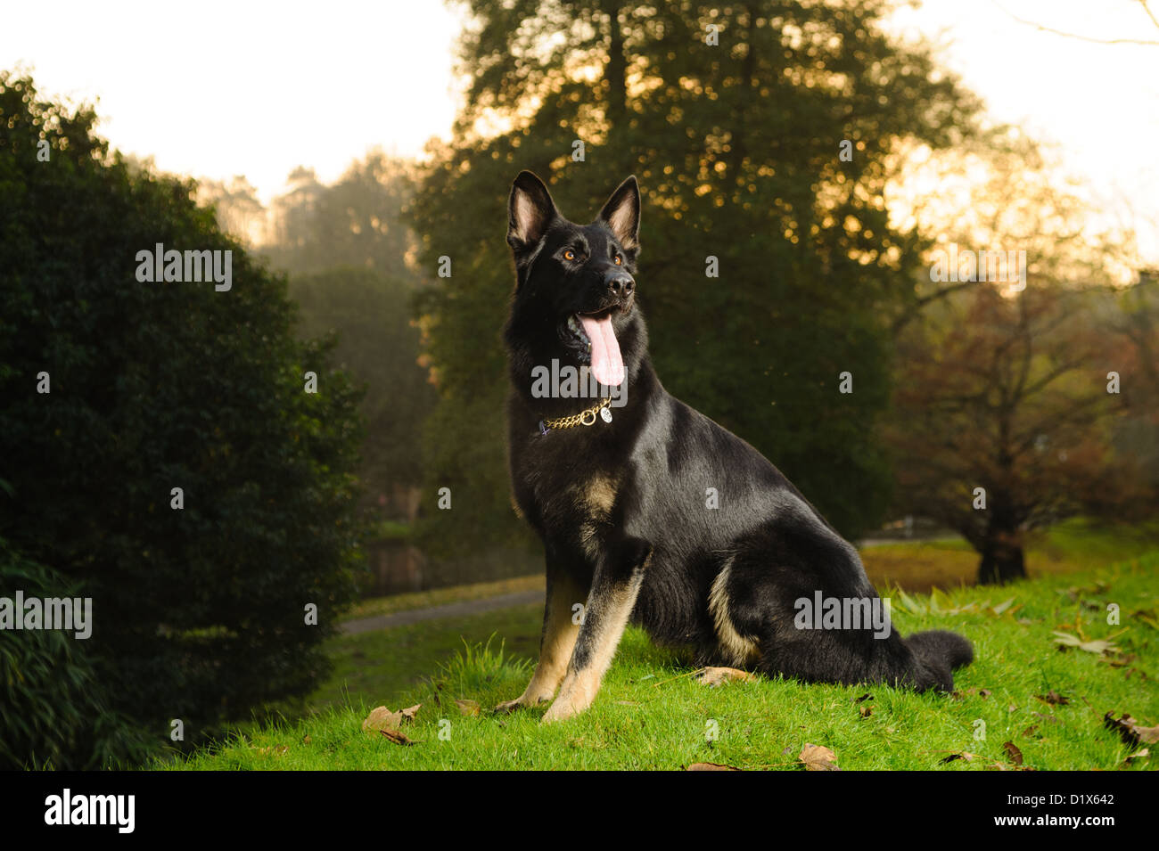 German Shepherd Dog in Autumnal park setting Stock Photo