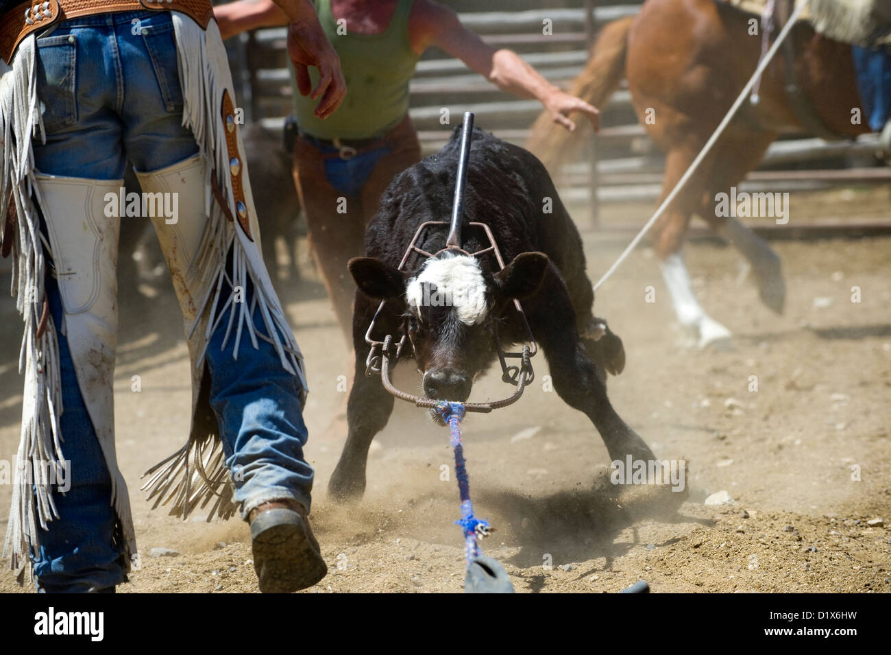 A calf is roped and captured during a branding at the Dalton Ranch in the Clover Valley, NV Stock Photo