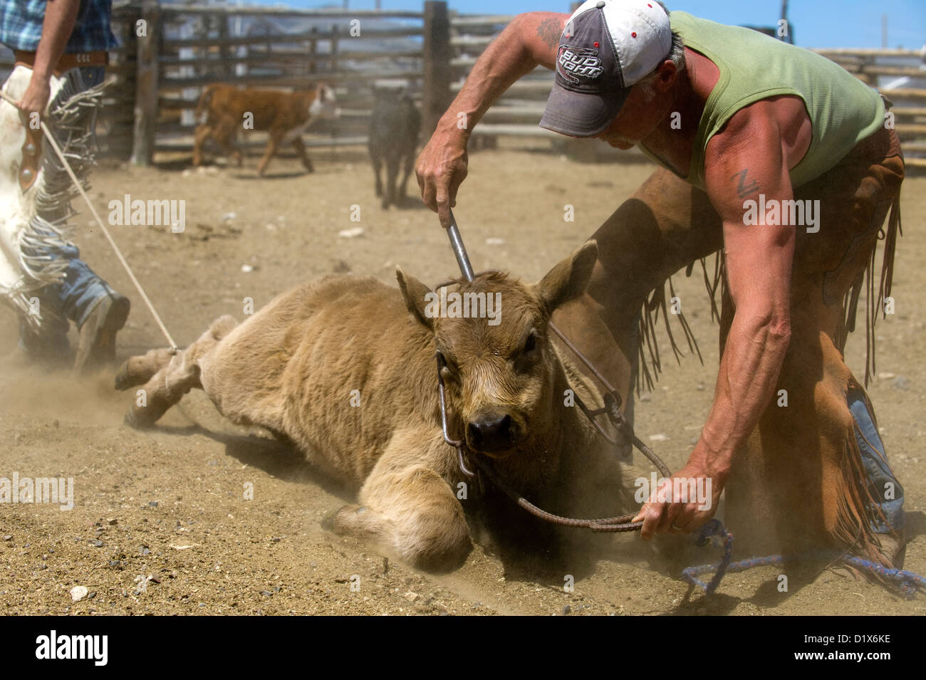 A calf is roped and captured during a branding at the Dalton Ranch in the Clover Valley, NV Stock Photo