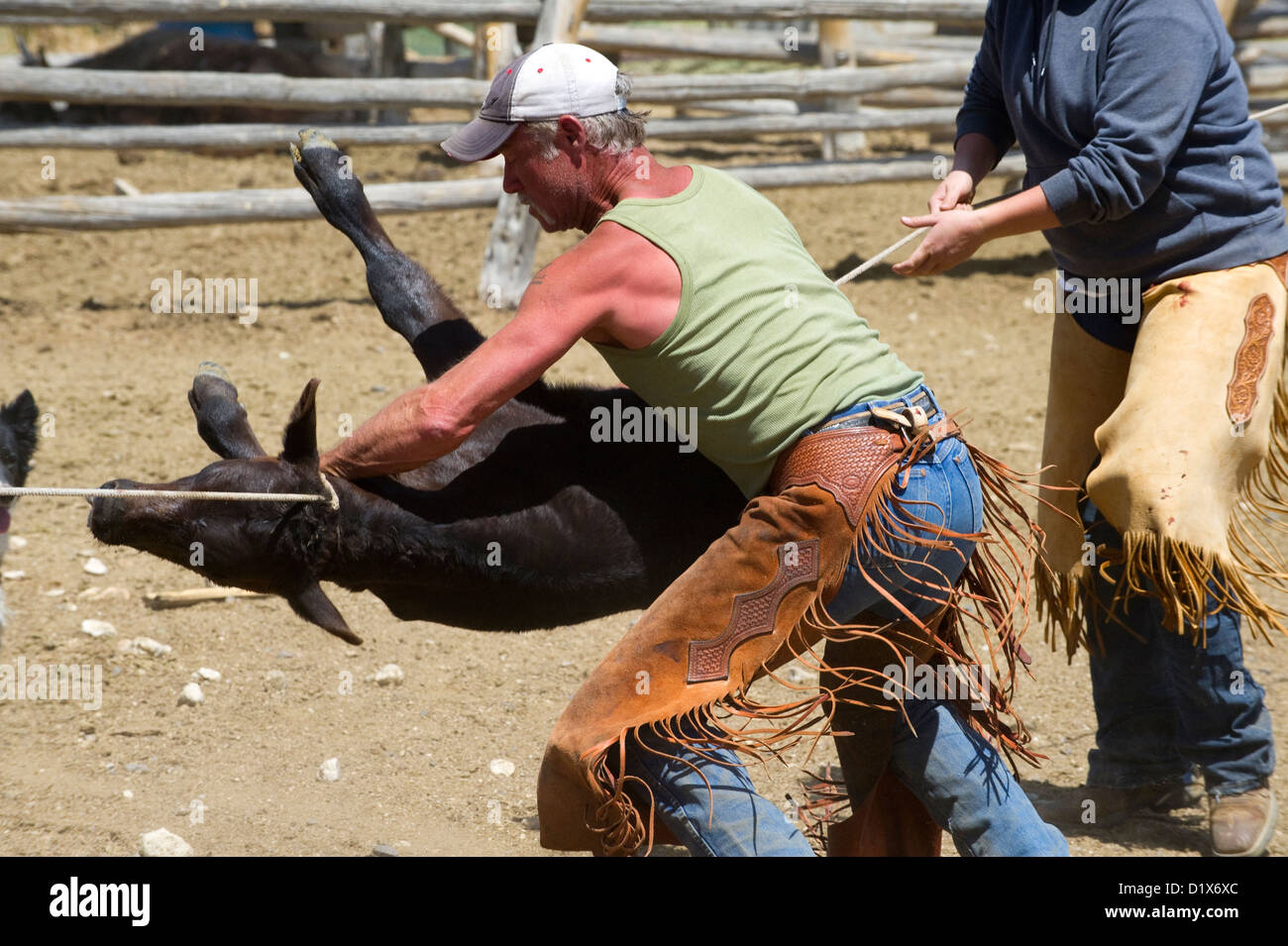 A cowboy tackles a calf during a branding at the Dalton Ranch in the Clover Valley, NV Stock Photo