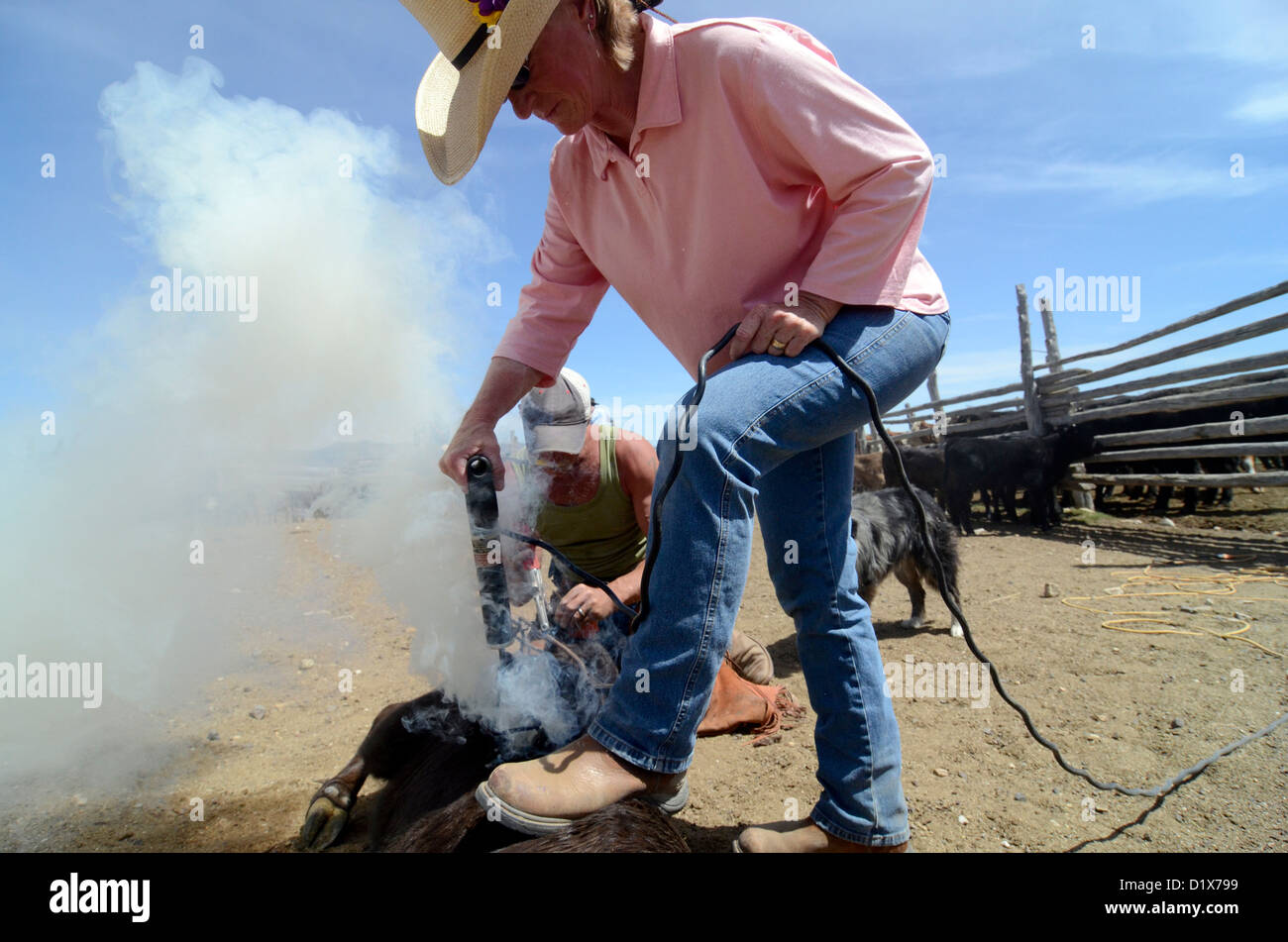 A calf is branded at the Dalton Ranch in the Clover Valley, NV Stock Photo