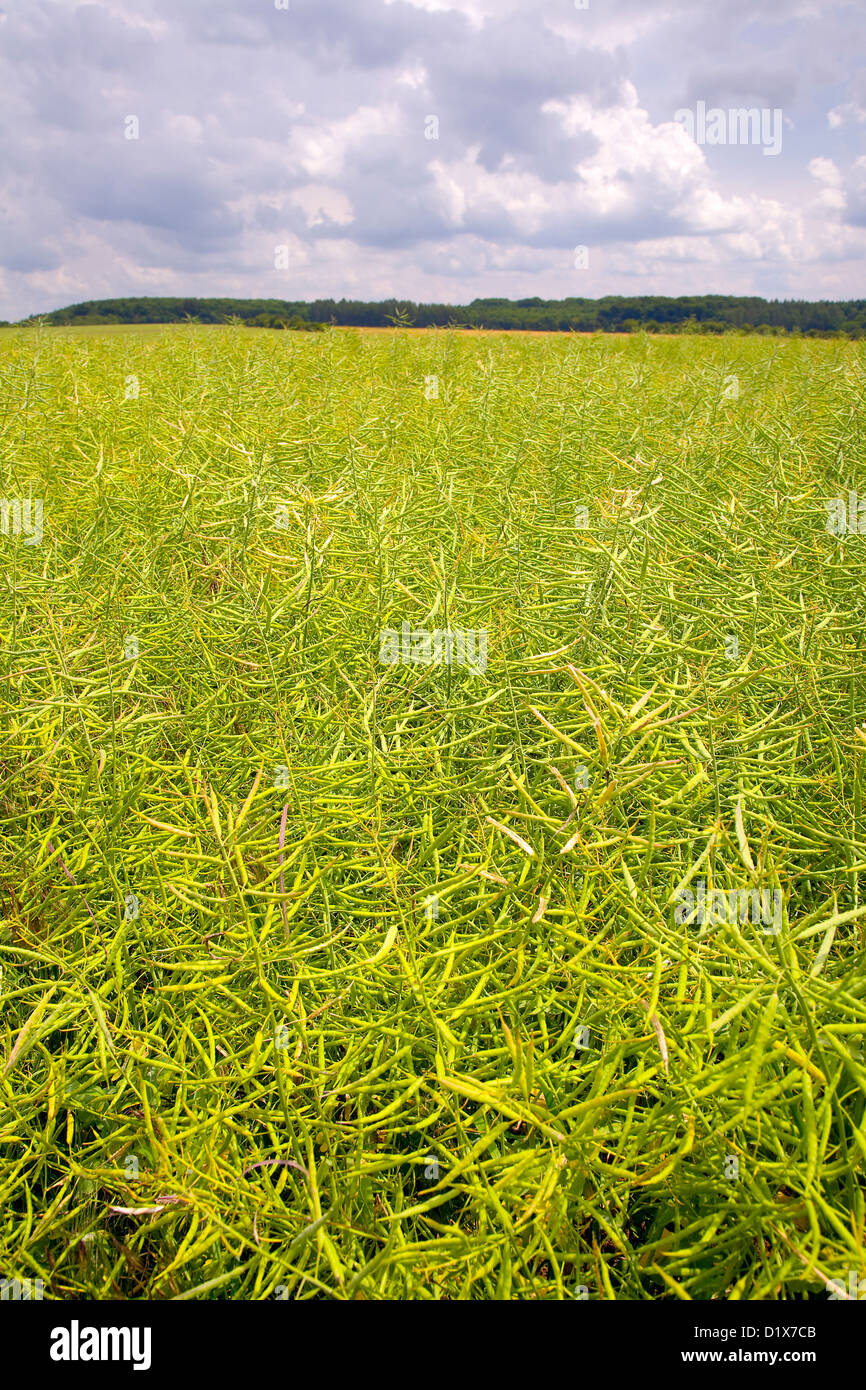agriculture-landscape-with-ripe-rape-field-in-a-rainy-day-by-beckingen