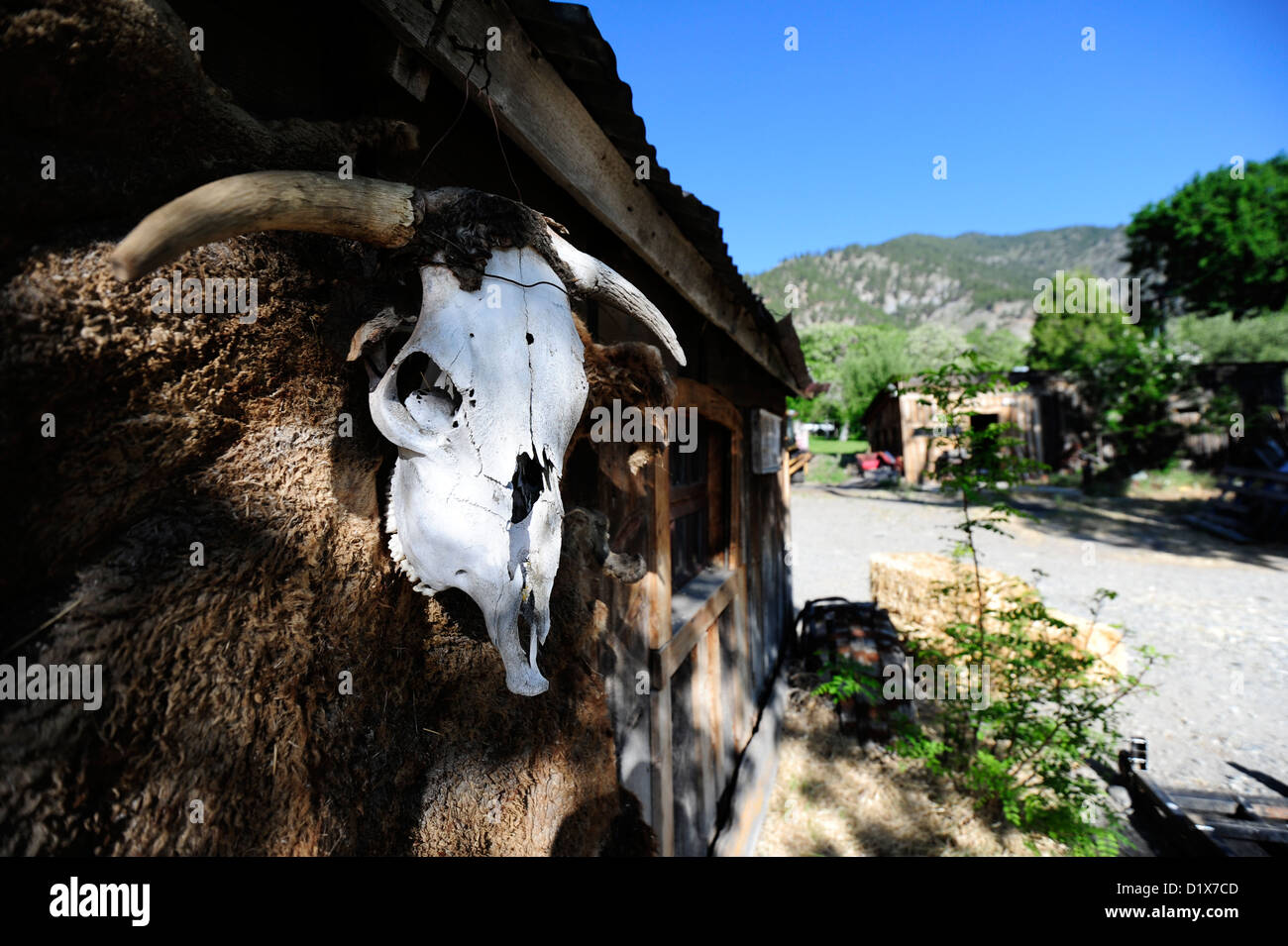 A cow skull hangs from a barn at Ranch #1 in Genoa, NV Stock Photo