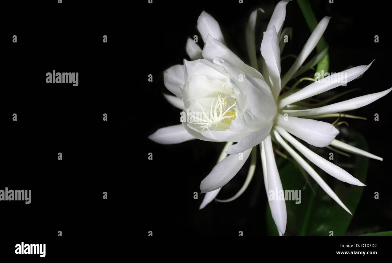 Rare night queen flower Stock Photo Alamy