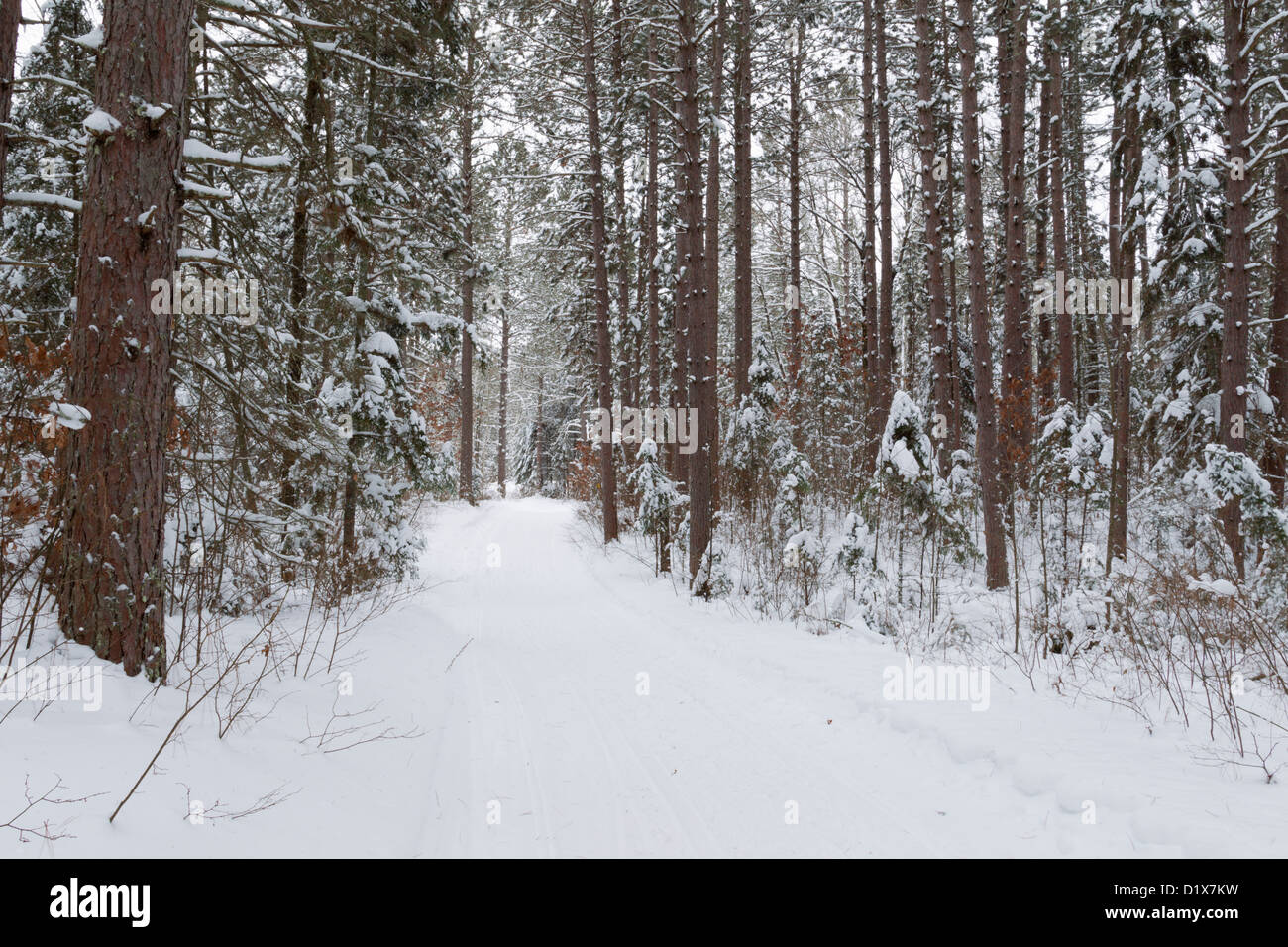 Typical Northern Minnesota winter forest scene along a recreational trail - Chippewa National Forest. Stock Photo