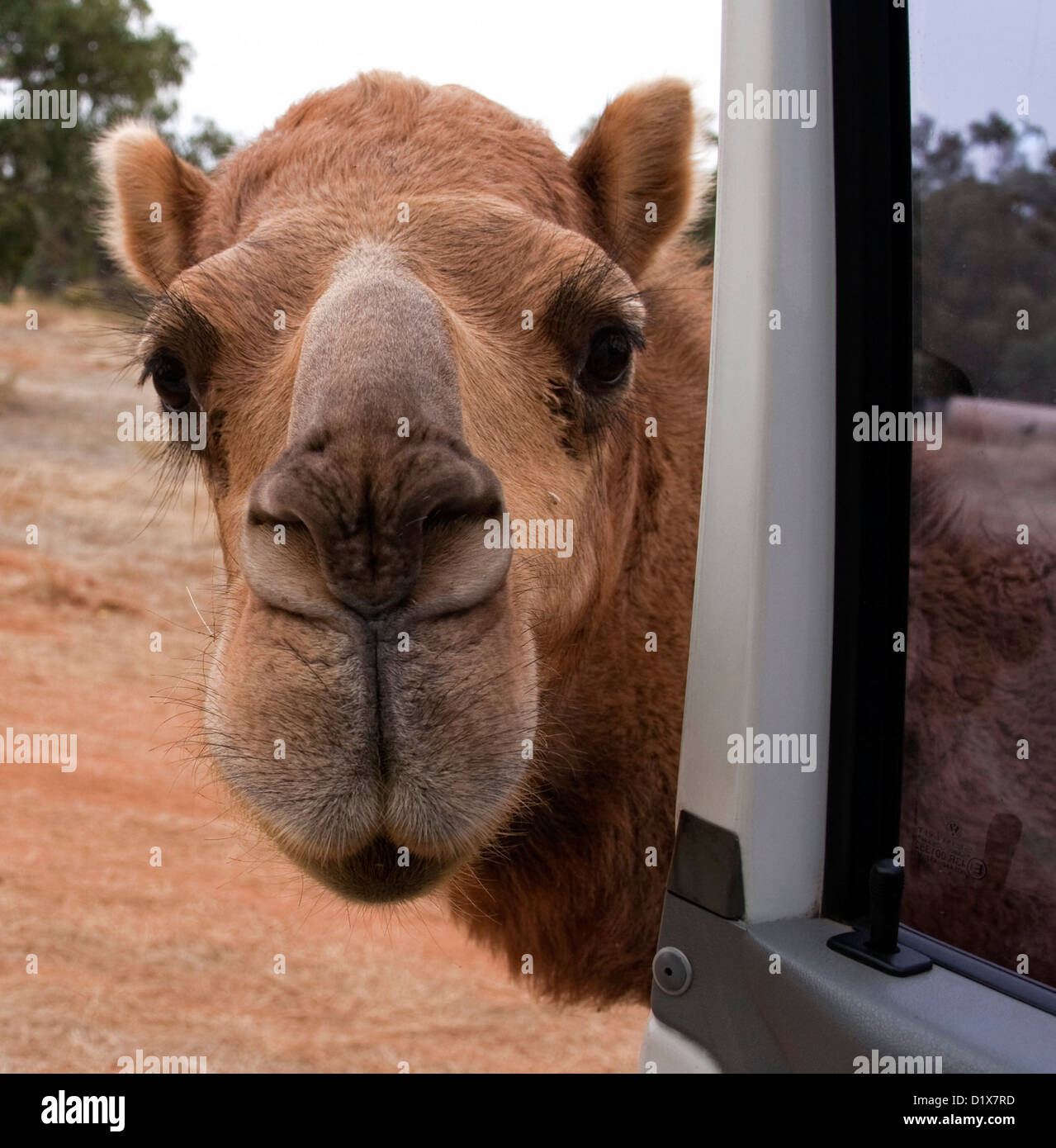 Camel looking in through open door of tourist's car in the Australian outback. Stock Photo
