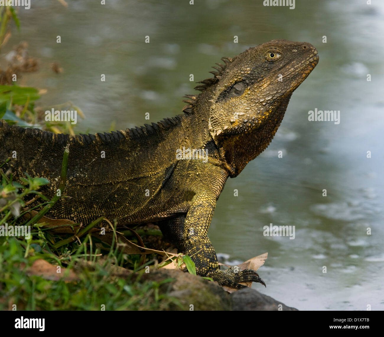 close up of Australian eastern water dragon lizard emerging from water of lake near the Queensland city of Bundaberg Australia Stock Photo