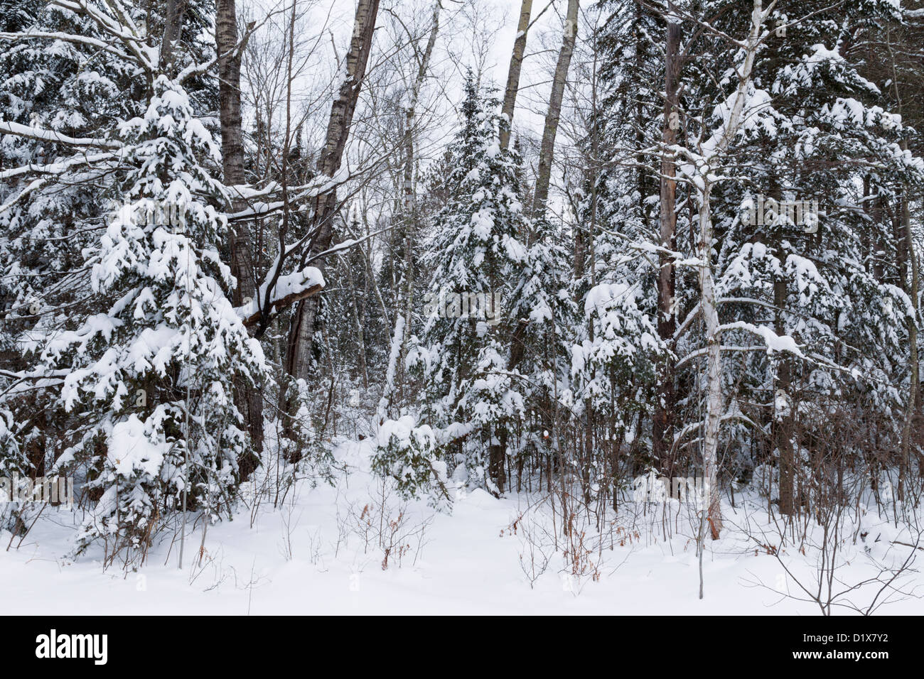 Typical wooded Northern Minnesota terrain in winter - Chippewa National Forest. Stock Photo