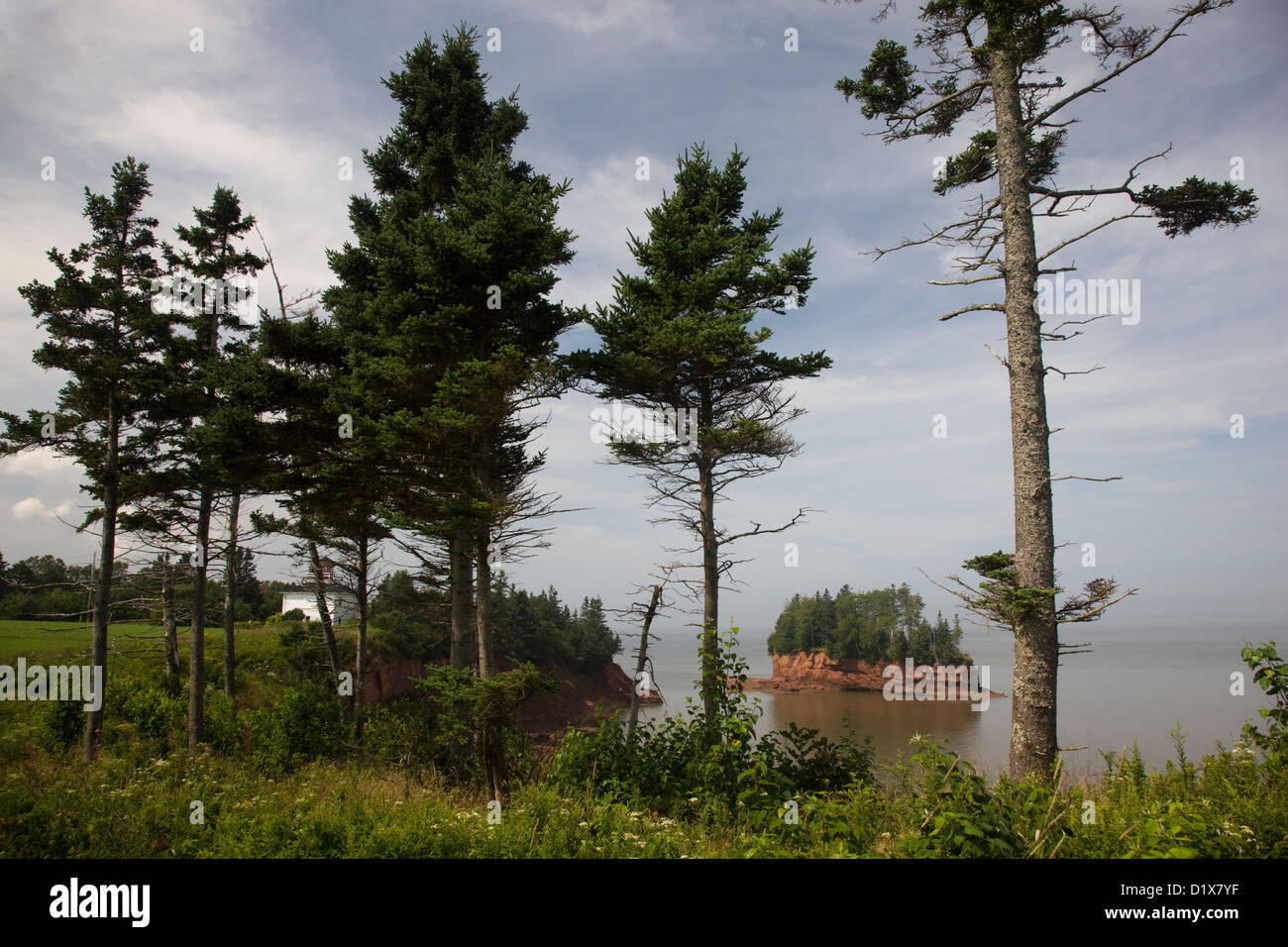 Cedar trees in Burncoat Head, Nova Scotia, Canada Stock Photo Alamy