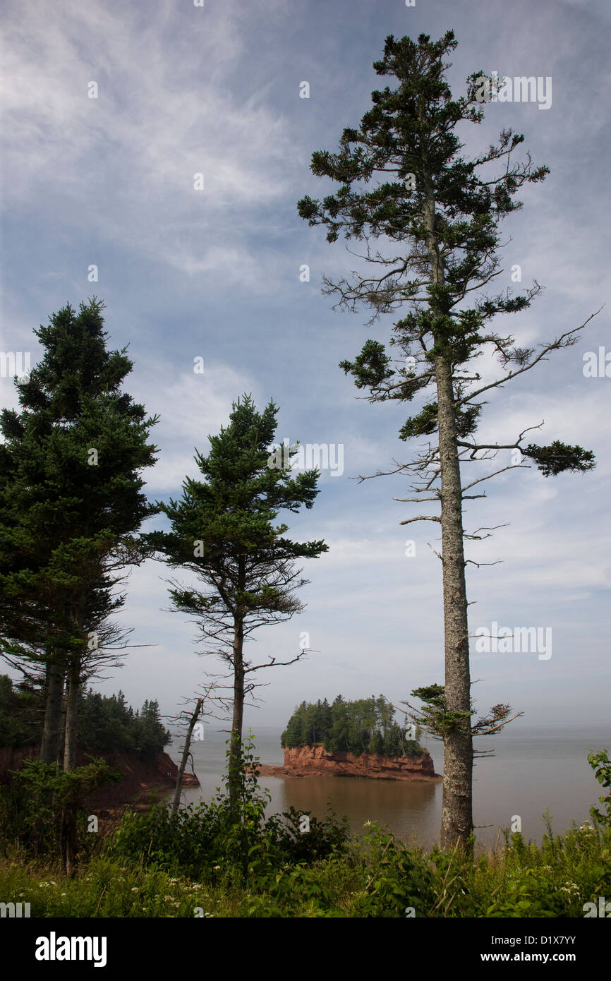 Cedar trees in Burncoat Head, Nova Scotia, Canada Stock Photo Alamy