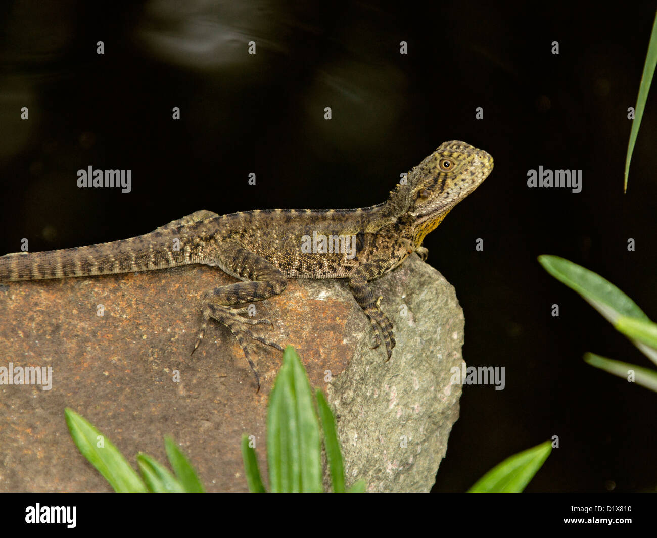 Young Australian eastern water dragon - a lizard - sunning itself on rock by a pond Stock Photo