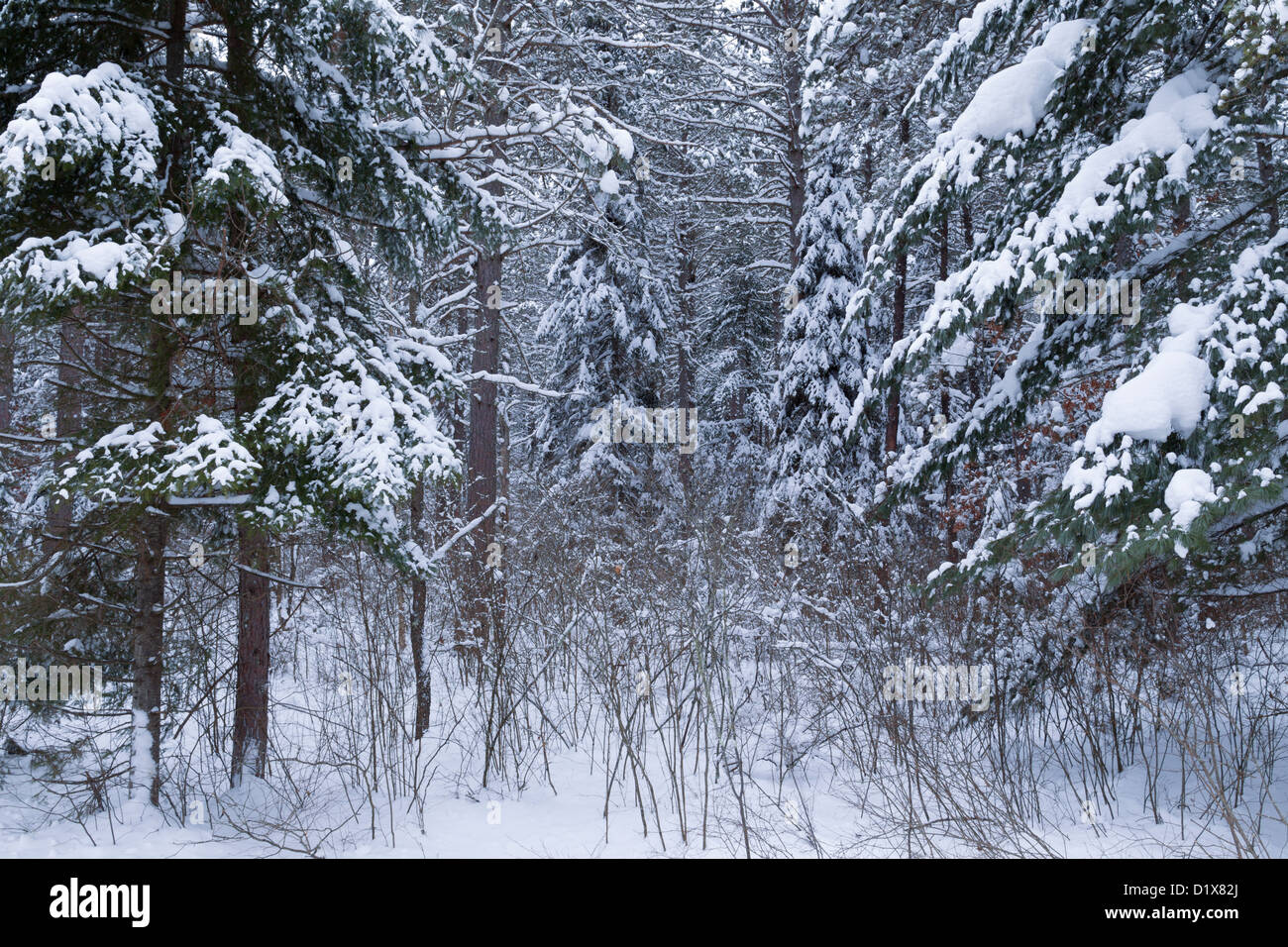 Typical Northern Minnesota winter forest terrain - Chippewa National Forest. Stock Photo