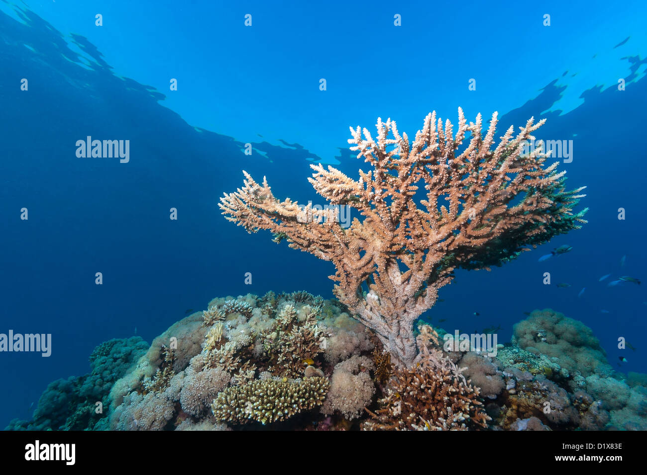 A small staghorn coral grows near the surface of a coral reef Stock Photo