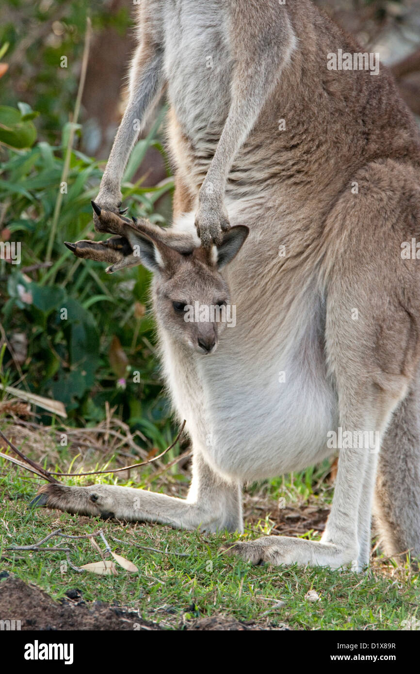 Tiny joey - baby kangaroo Macropus giganteus - peering out of it mother's furry pouch Shot in the wild Stock Photo