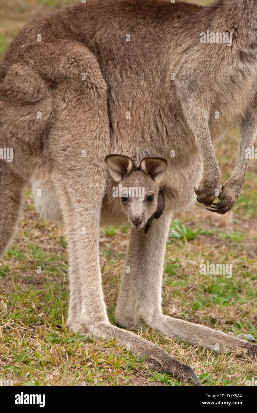 Tiny joey - baby kangaroo Macropus giganteus - peering out of it mother's furry pouch in outback Australia. Shot in the wild. Stock Photo