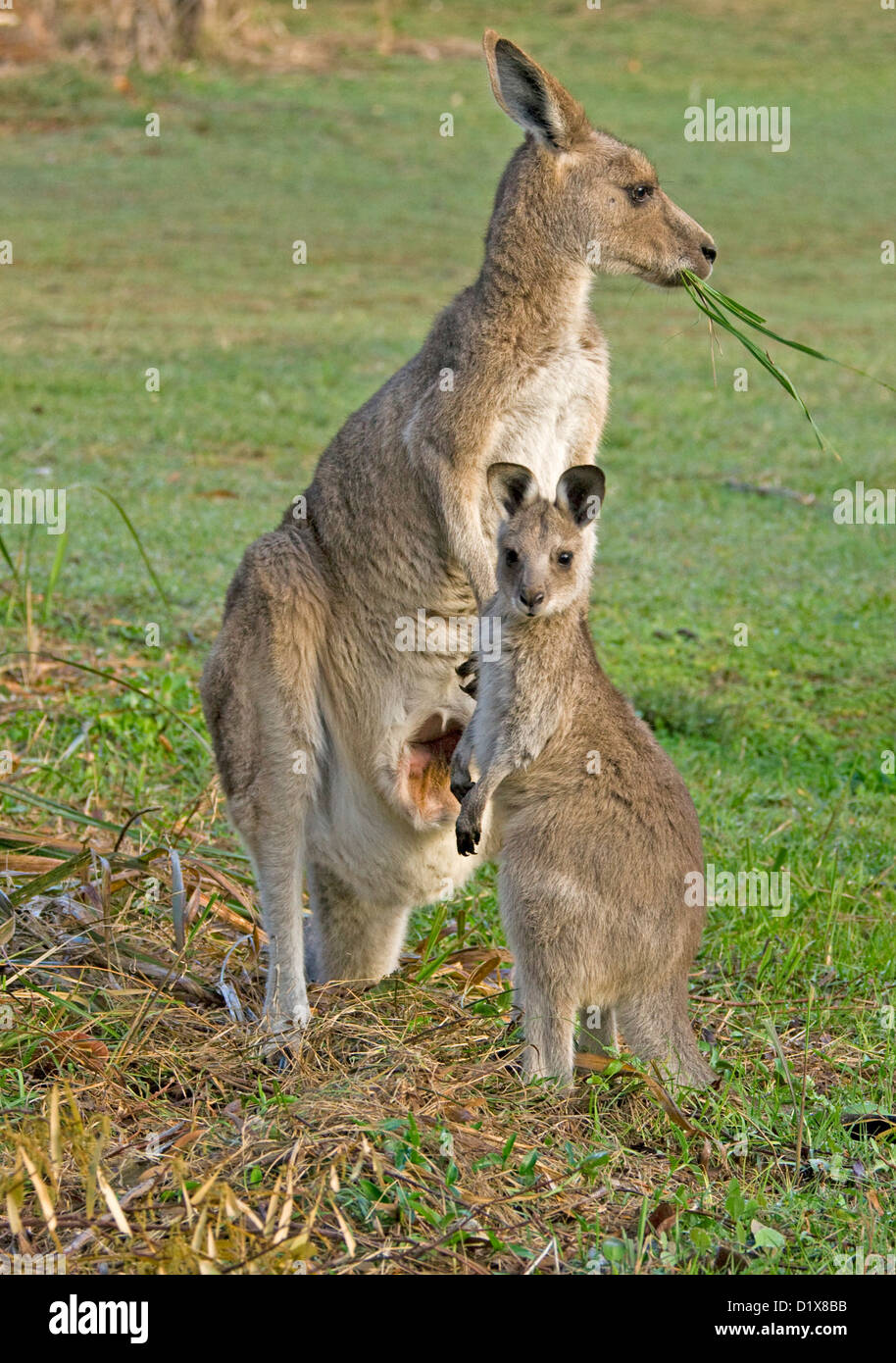 Joey kangaroo Macropus giganteus standing beside mother eating grass with pouch wide open to show red interior and teat - shot in the wild Stock Photo