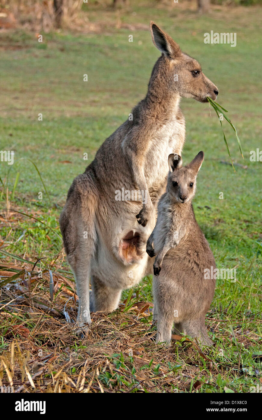 Red kangaroo joey feeding not wallaby hires stock photography and
