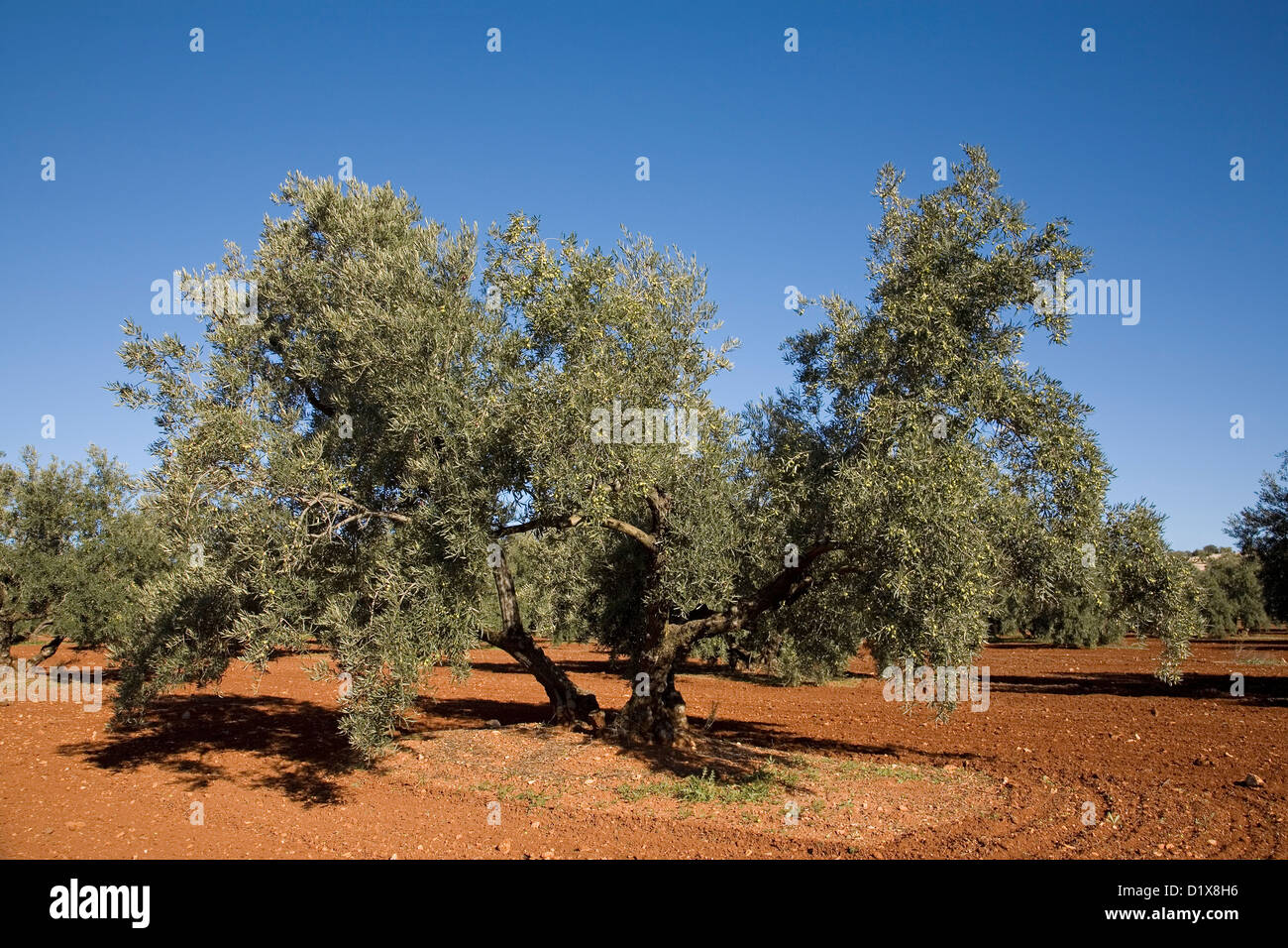 Olive grove Antequera Malaga Andalusia Spain Stock Photo