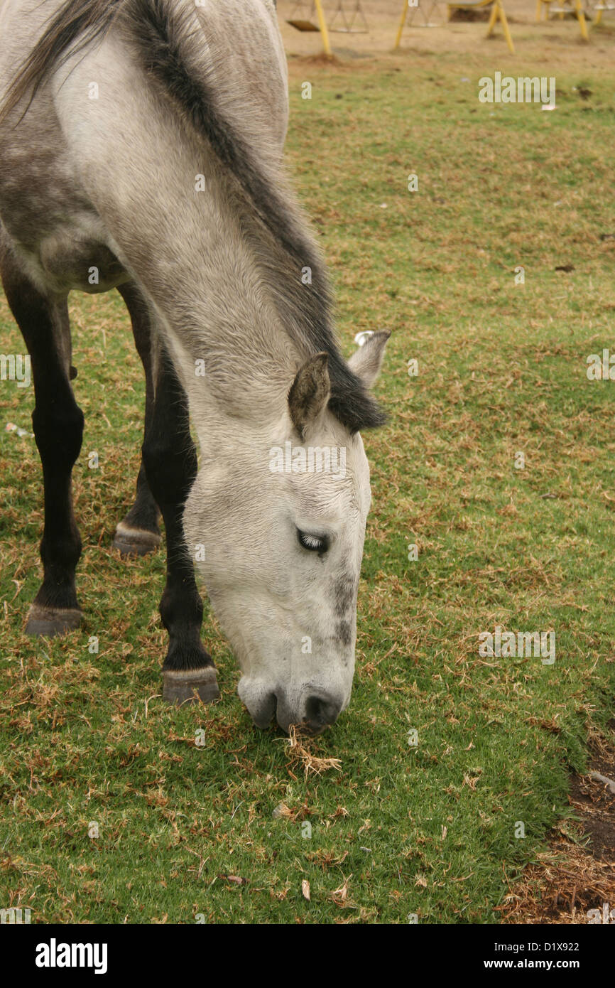The head of a gray horse grazing in a farmers field in Cotacachi, Ecuador Stock Photo