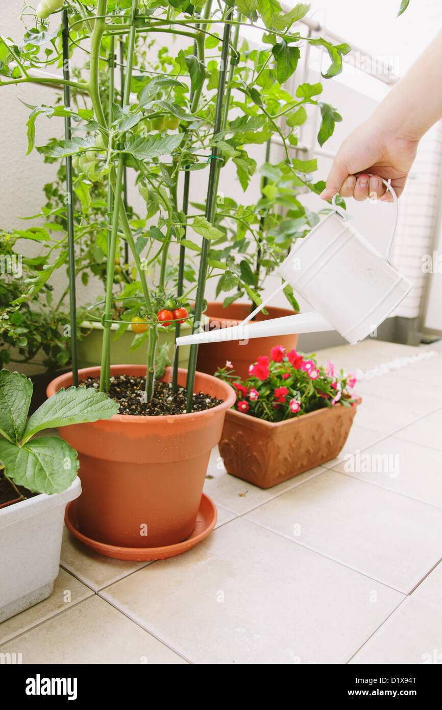 Woman watering plants on the balcony Stock Photo Alamy