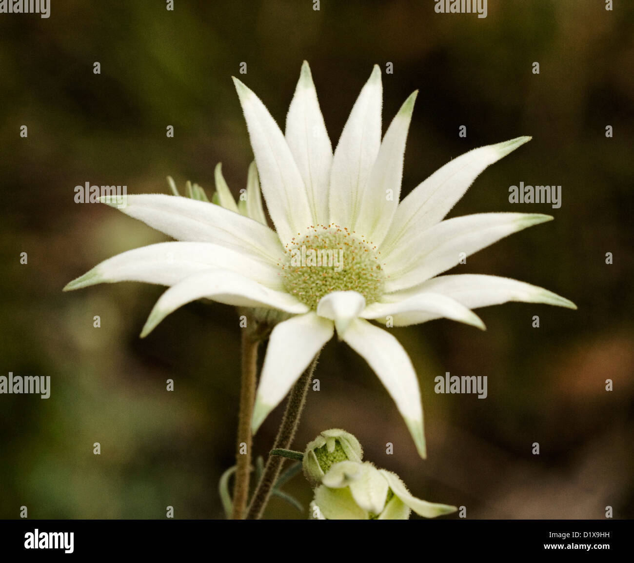 White flower of Actinotus helianthi, flannel flower, an Australian wildflower, against a dark background, growing in the outback Stock Photo