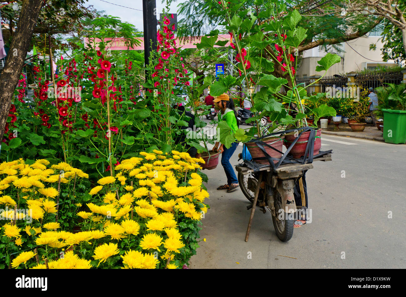 Man Delivers Red Flowers on Motorbike for Tet, Hoi An, Vietnam Stock