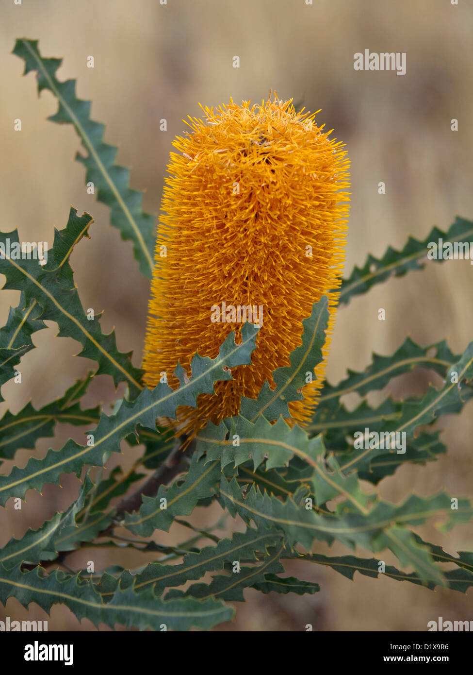 Bright orange flower and serrated green foliage of Banksia ashbyi - an Australian native plant growing in Western Australia Stock Photo