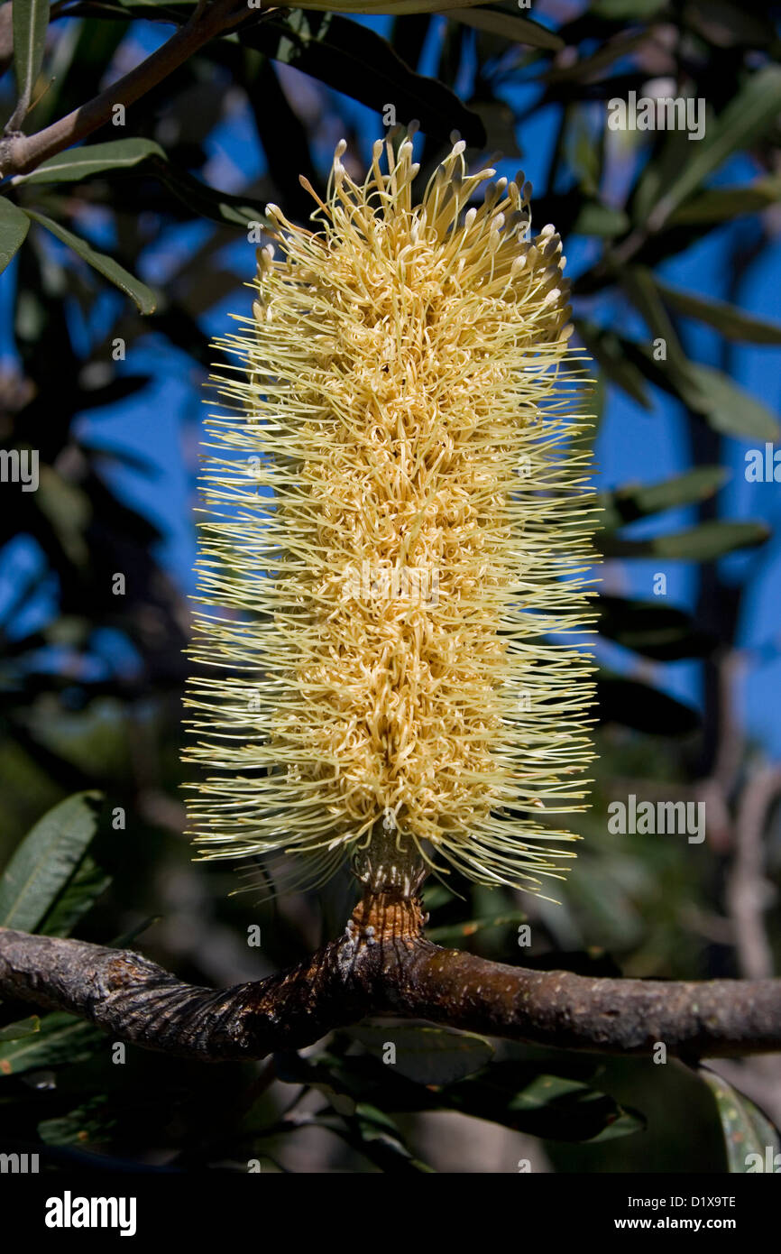 Wildflowers of queensland hires stock photography and images Alamy