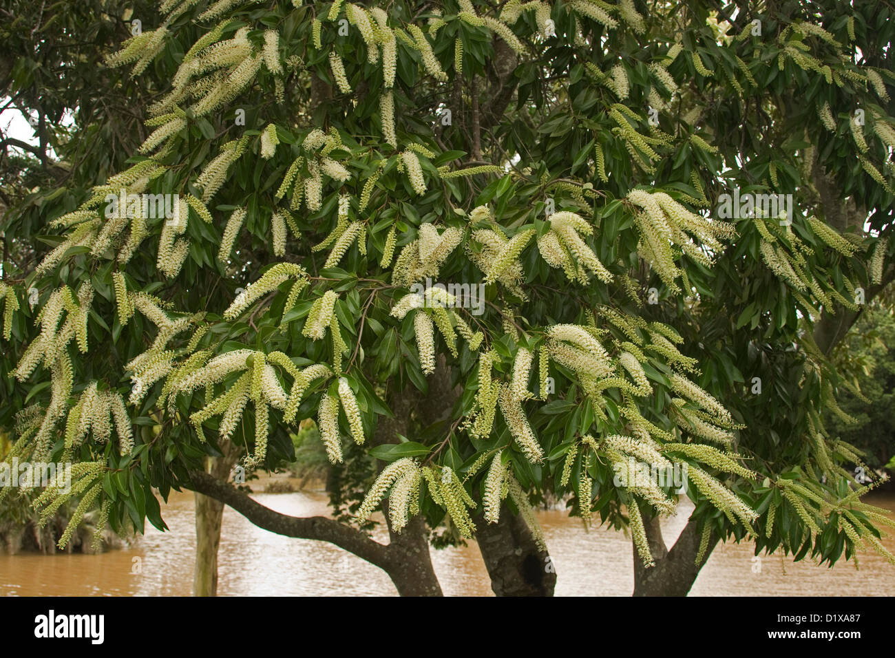 Cream coloured flowers of Buckinghamia celsissima - ivory curl flower