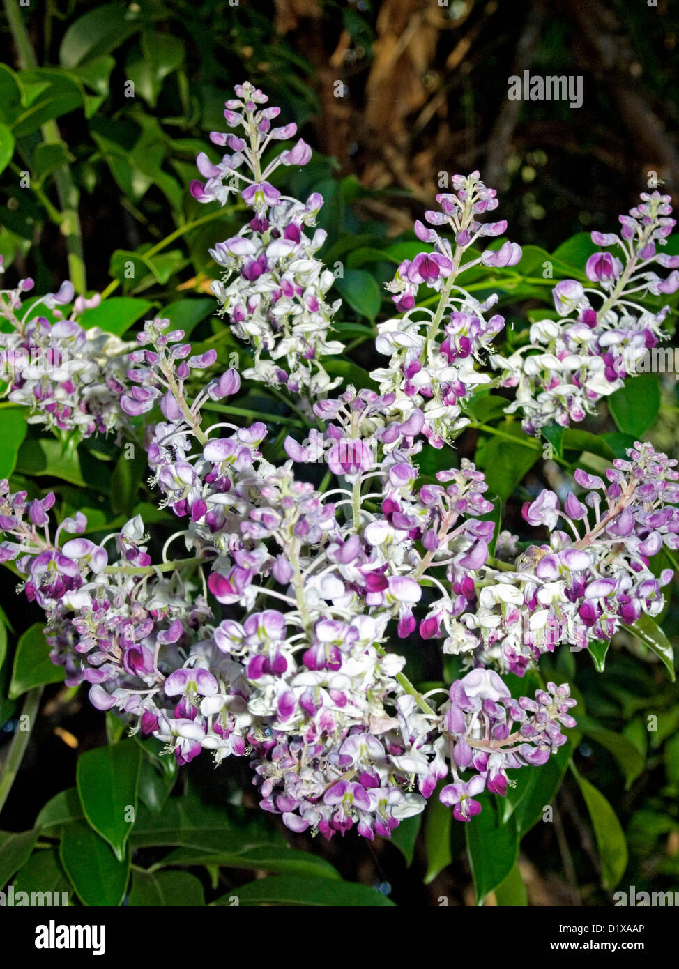 Wisteria vine leaves hires stock photography and images Alamy