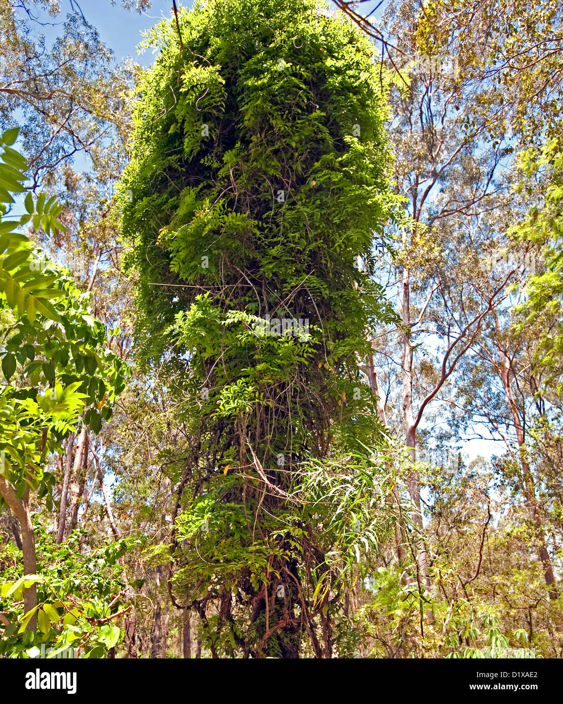 Callerya megasperma syn Milletia - an Australian native vine in a forest Stock Photo