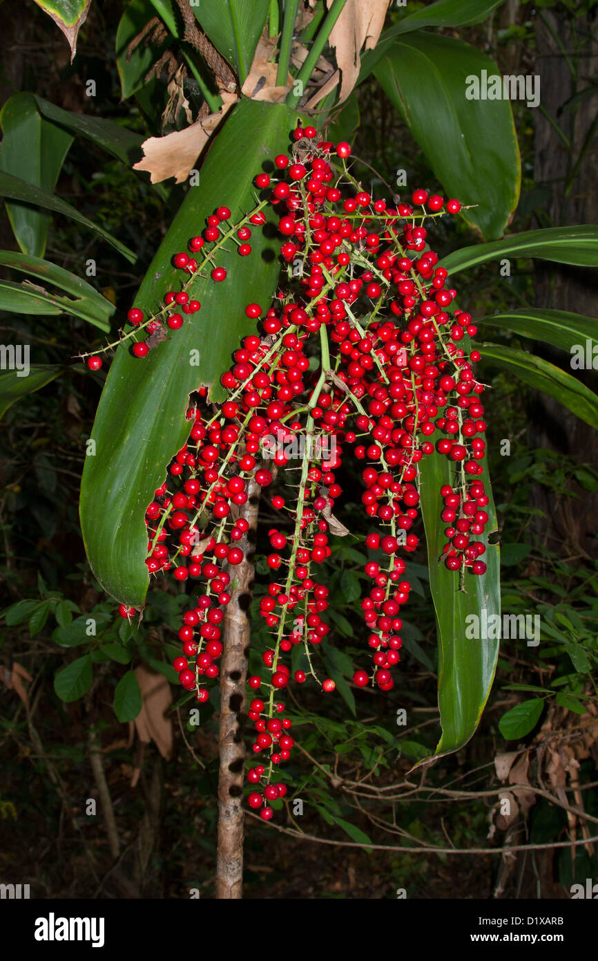 Large bunch of bright red berries and foliage of Cordyline australis Stock Photo