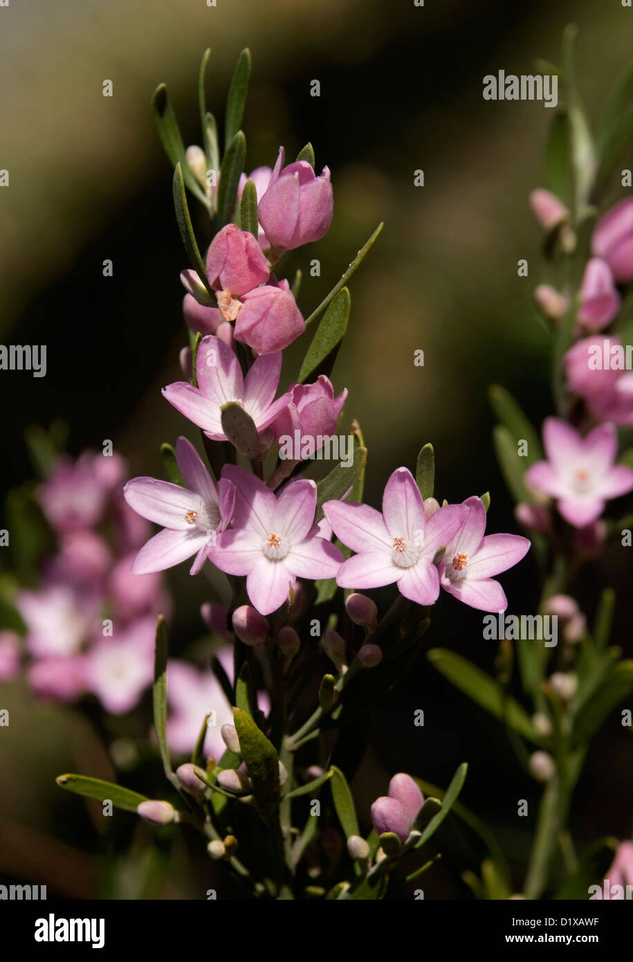 Cluster of pink flowers and foliage of Eriostemon australasius - wax flower - Australian wildflowers of coastal region of NSW Stock Photo