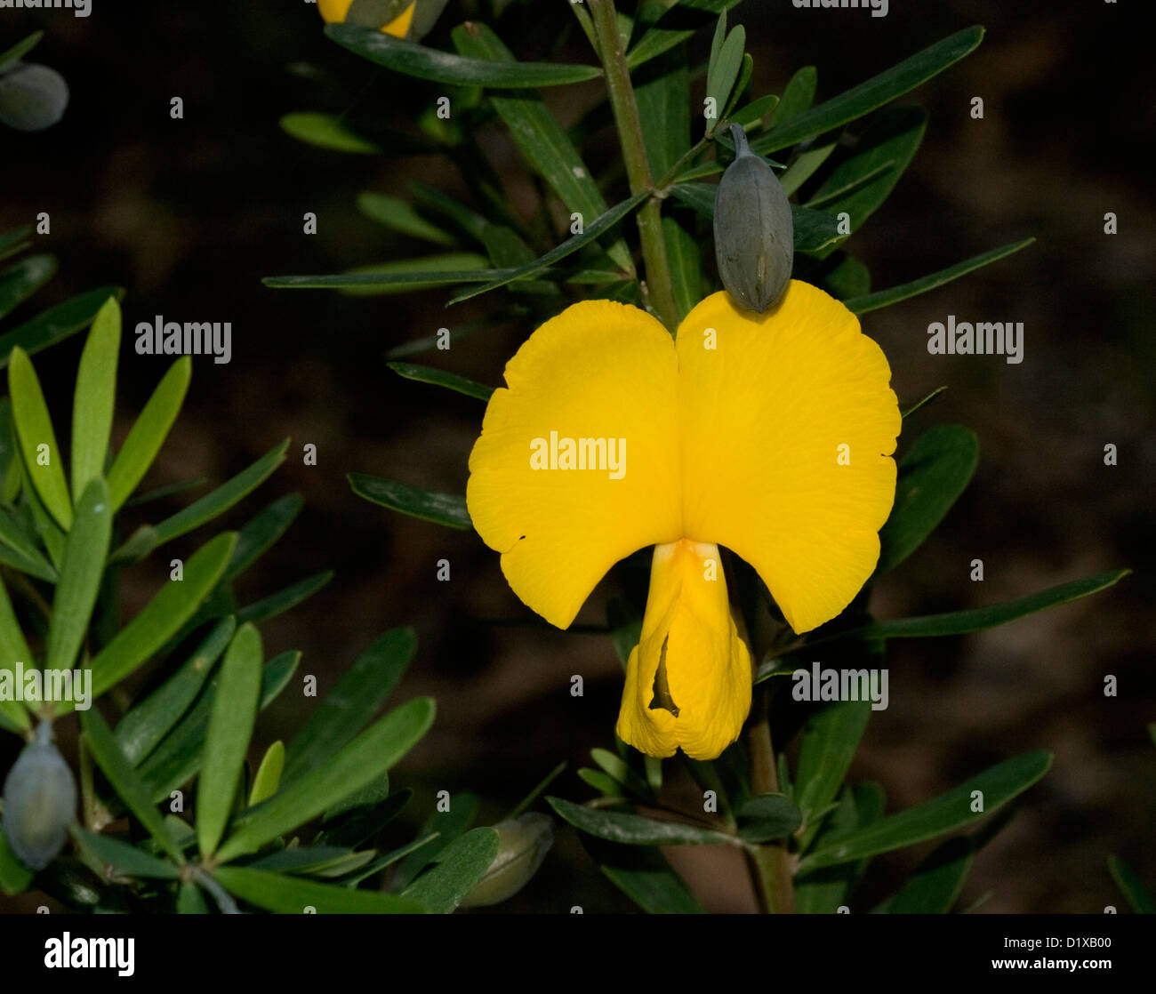 Golden yellow flower and leaves and seed pod of Gompholobium latifolium - golden glory pea - an Australian wildflower Stock Photo