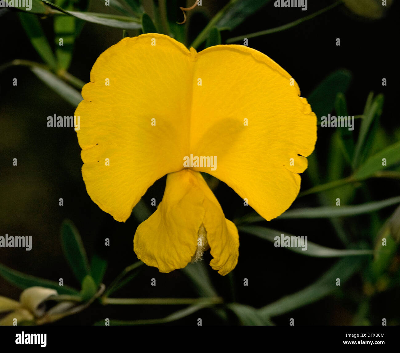 Golden yellow flower of Gompholobium latifolium - golden glory pea - an Australian wildflower Stock Photo